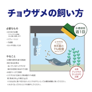 【2025年孵化】コチョウザメ稚魚１尾　20-30cm　観賞用