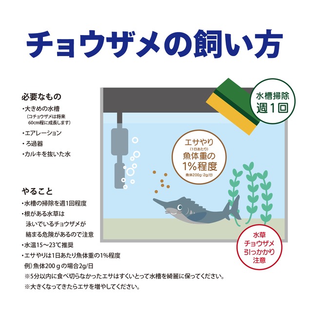 【2025年孵化】コチョウザメ稚魚１尾　20-30cm　観賞用