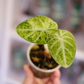 Alocasia Ninja Tricolor│アロカシア ニンジャ トリカラー③│観葉植物