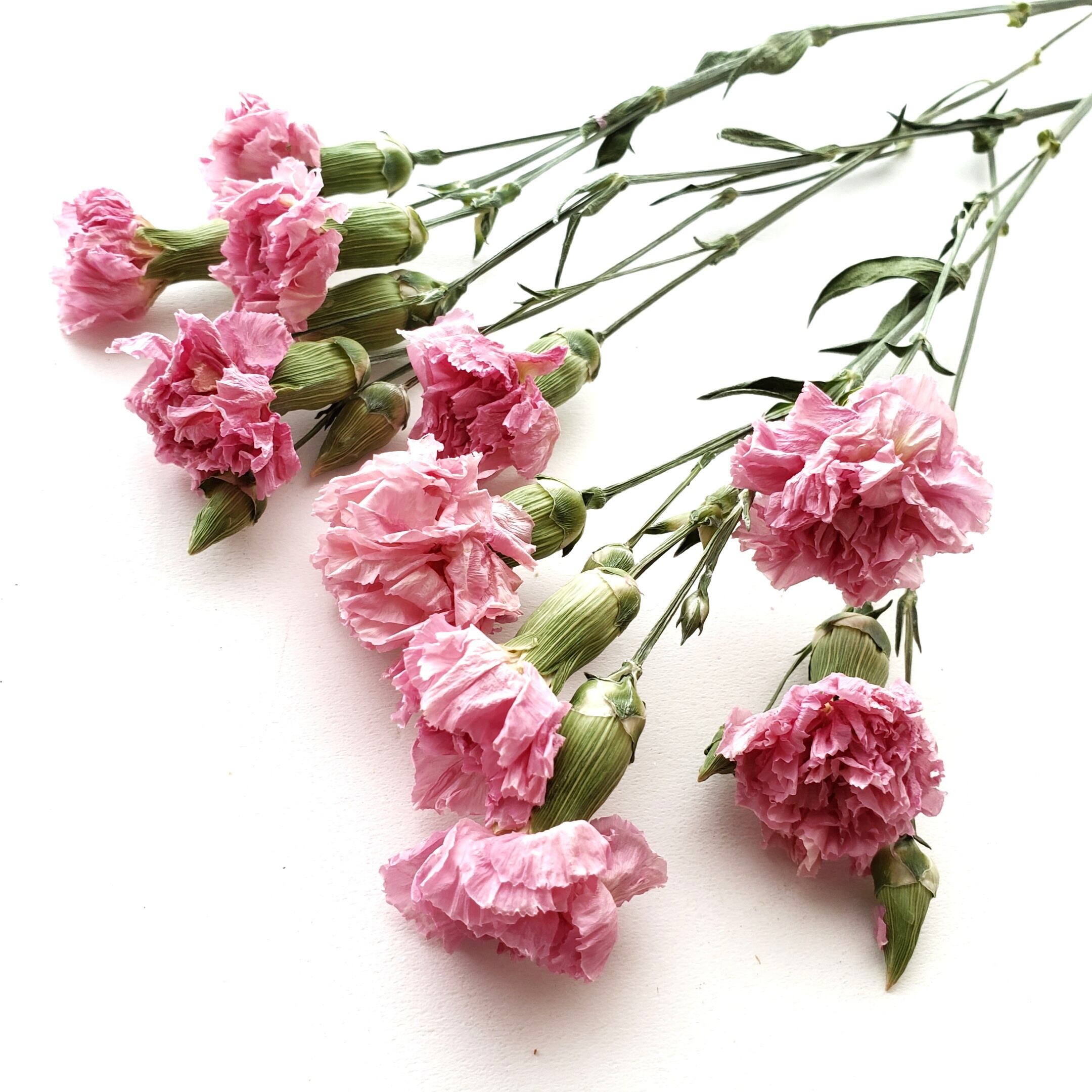 送料代引手数料無料 Hirorin様専用 973 カーネーションドライフラワー ピンクブラウン 新販売 ハンドメイド M2mservices Ma