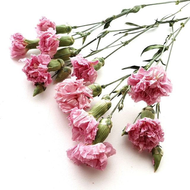 Spカーネーション フレッシュピンク １束 自家製ドライフラワー 名古屋花材問屋アトリエ明日音 ハーバリウム Herbarium アトリエ明日音 名古屋花材問屋 プリザーブドフラワー ドライフラワー ハーバリウム花材 資材