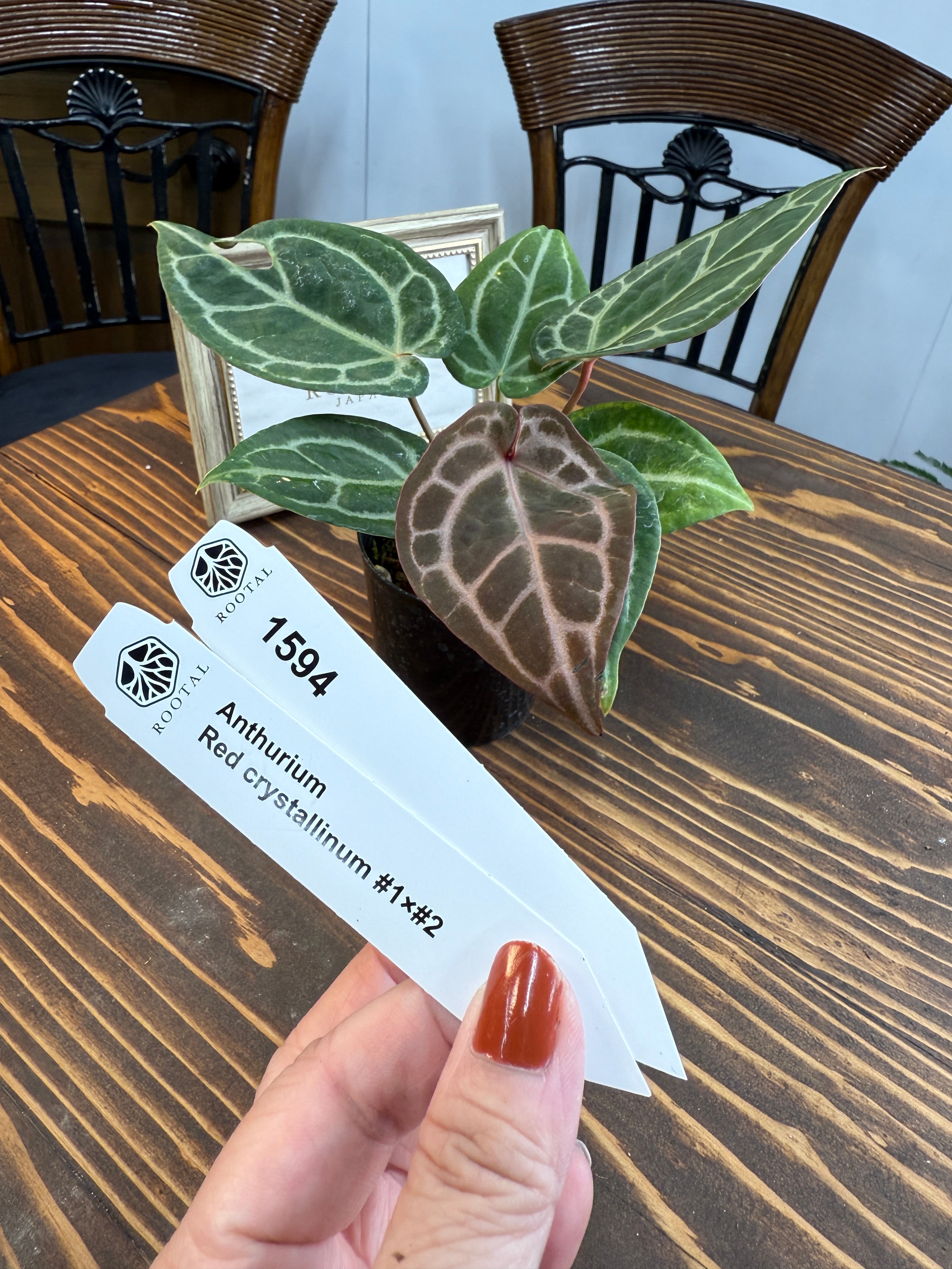 ★1594【高貴な深紅の輝き】アンスリウム レッドクリスタリナム♯1×♯2 (2.5号プラ鉢)