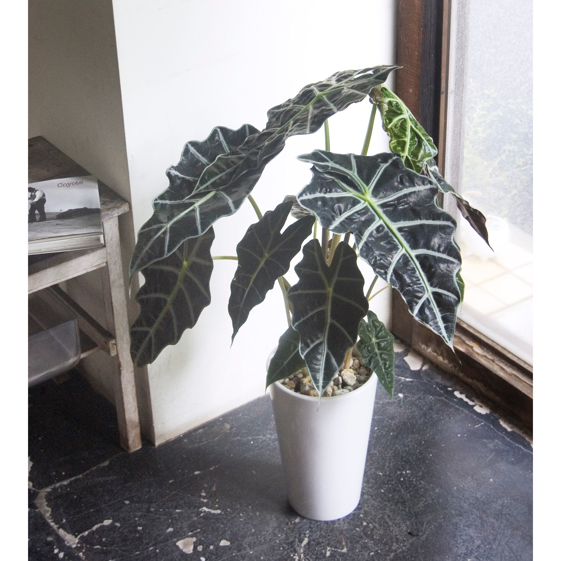 アロカシア ポリー Neo Green