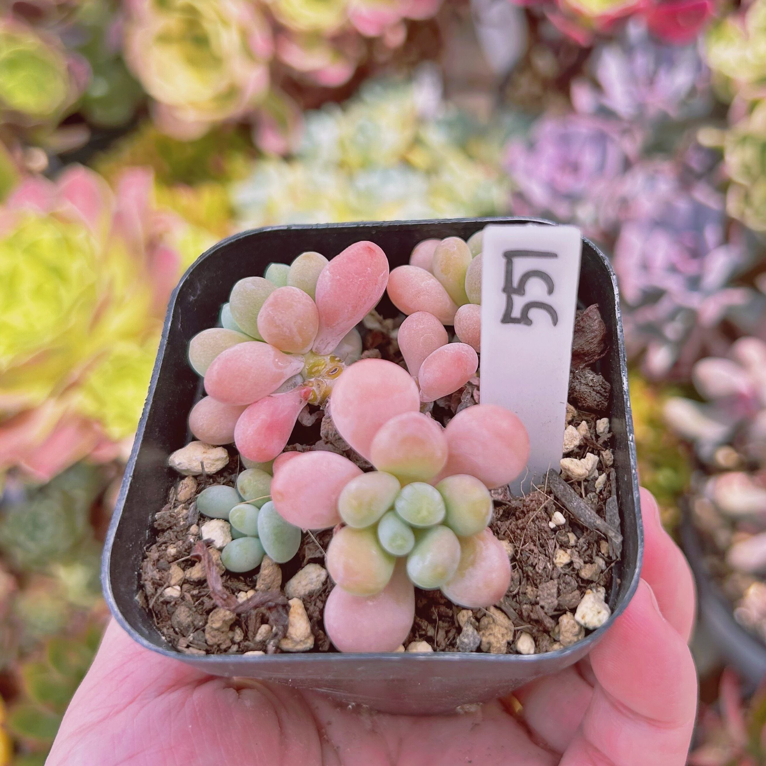 551現物 多肉植物 パールミルク 抜き苗 | るる農園~多肉植物専門