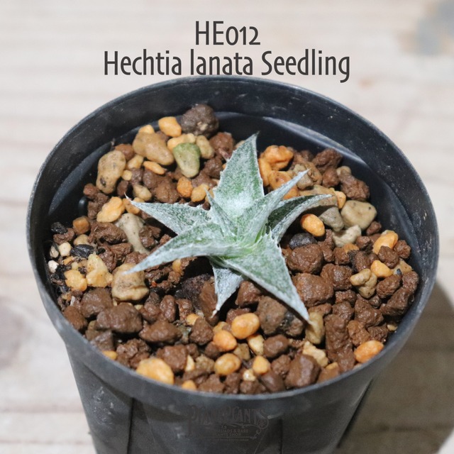 【送料無料】Hechtia lanata seedling〔ディッキア〕現品発送HE014