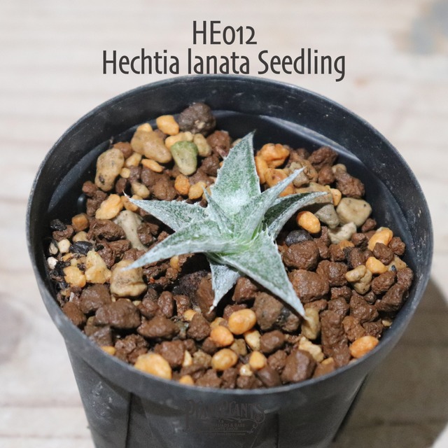 【送料無料】Hechtia lanata seedling〔ディッキア〕現品発送HE015