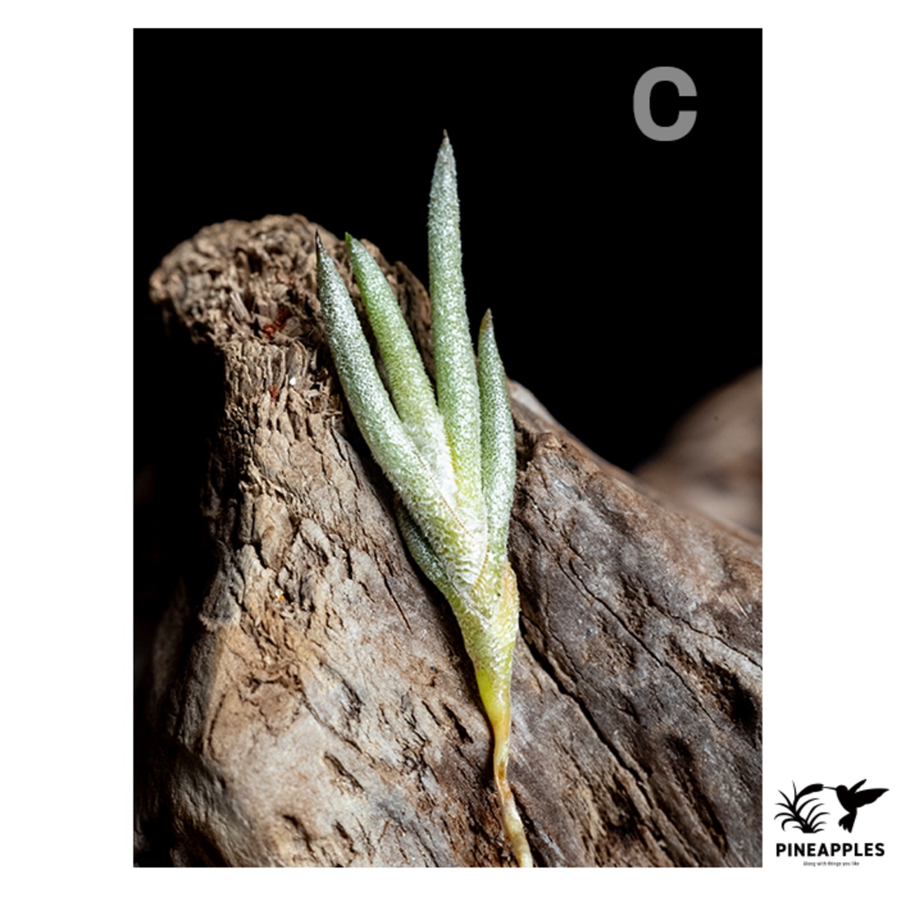 Tillandsia capillaris (Compact Form) White Flower - 5