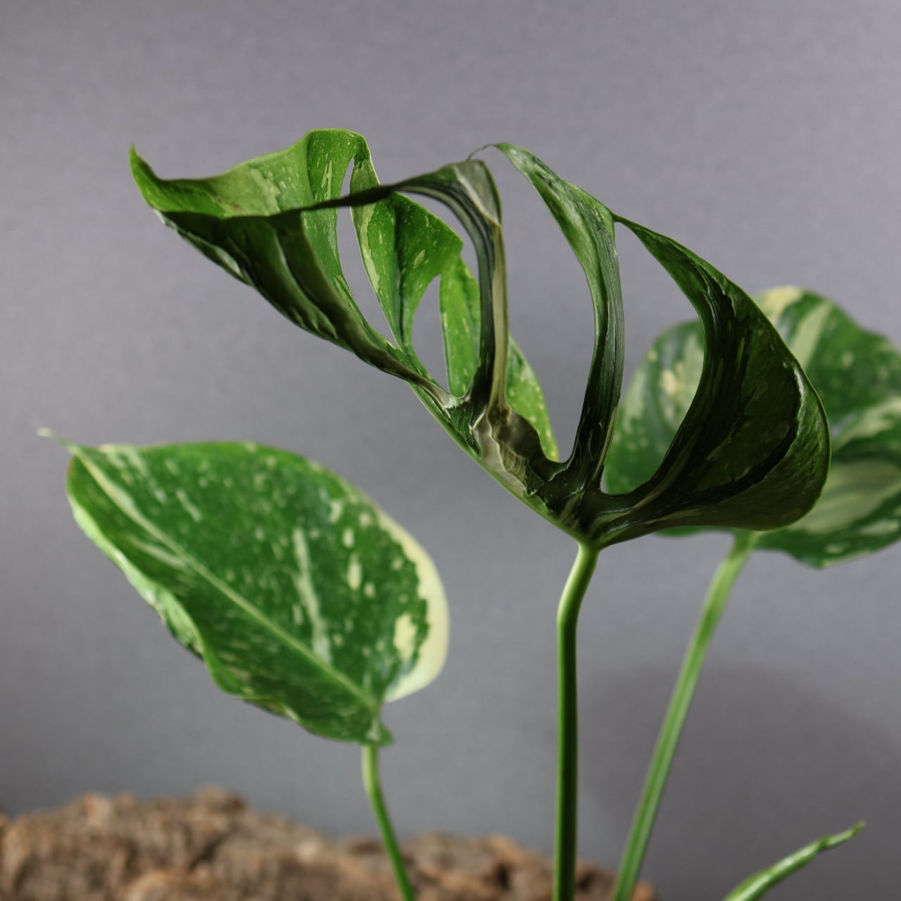 827『urban jungle モンステラ デリシオーサ 'メデューサ'』観葉植物