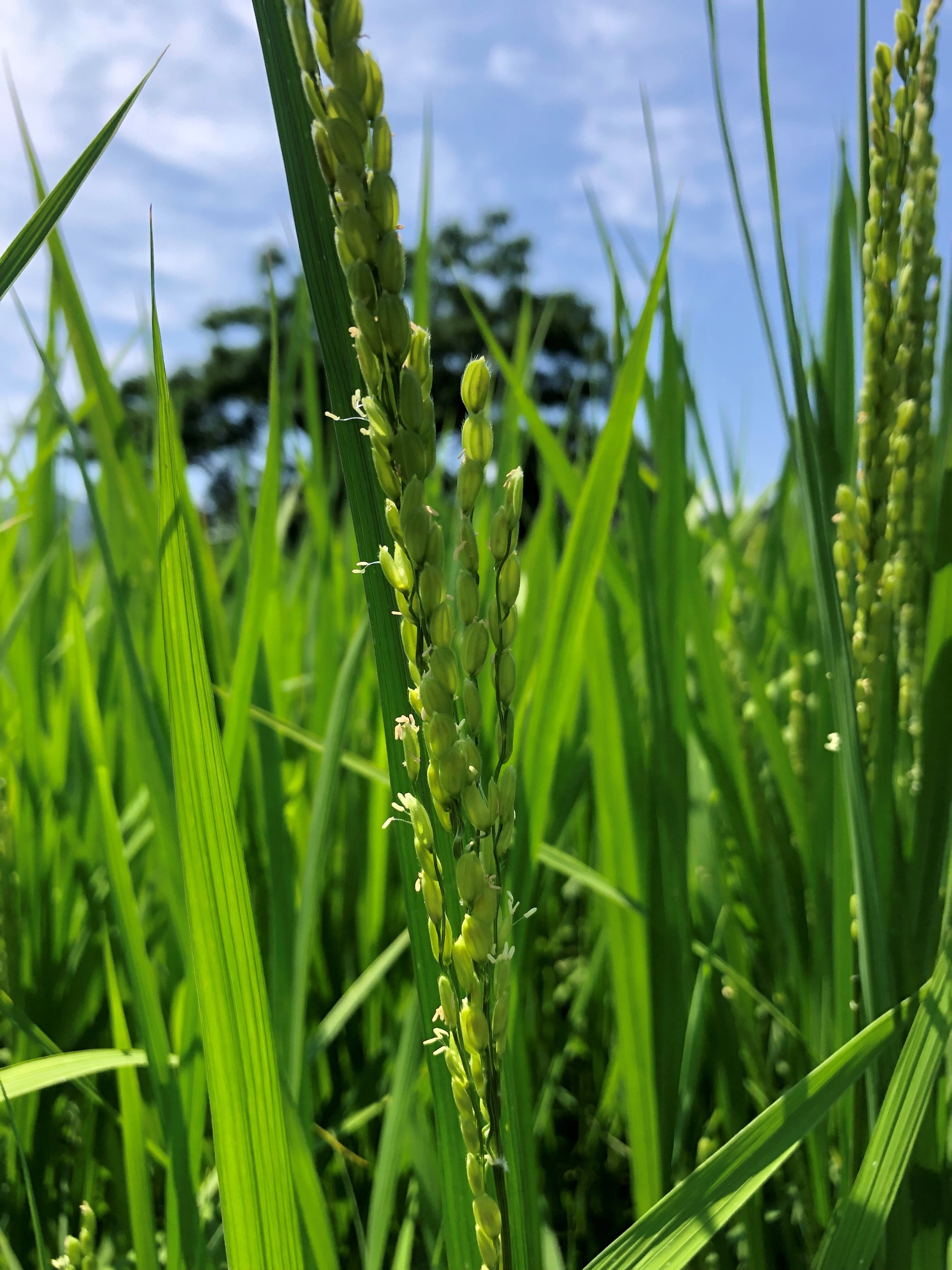 令和7年度産 ミルキークイーン 5kg | KAMITAMA RICE（カミタマライス
