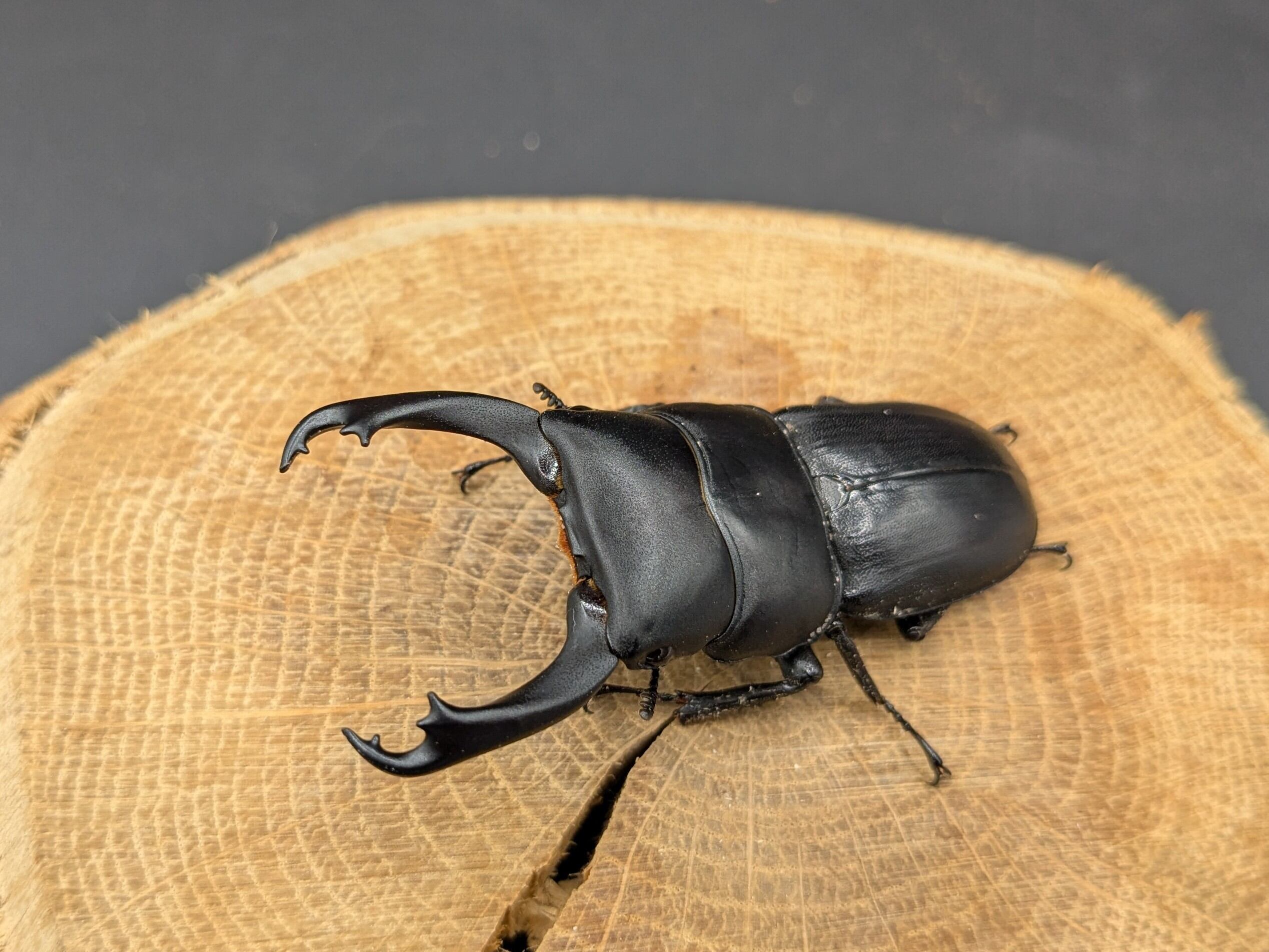 WDハンステインヒラタ ♂53mm♀27mm