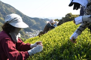 手摘み！大走り新茶2023 丸子近藤早生