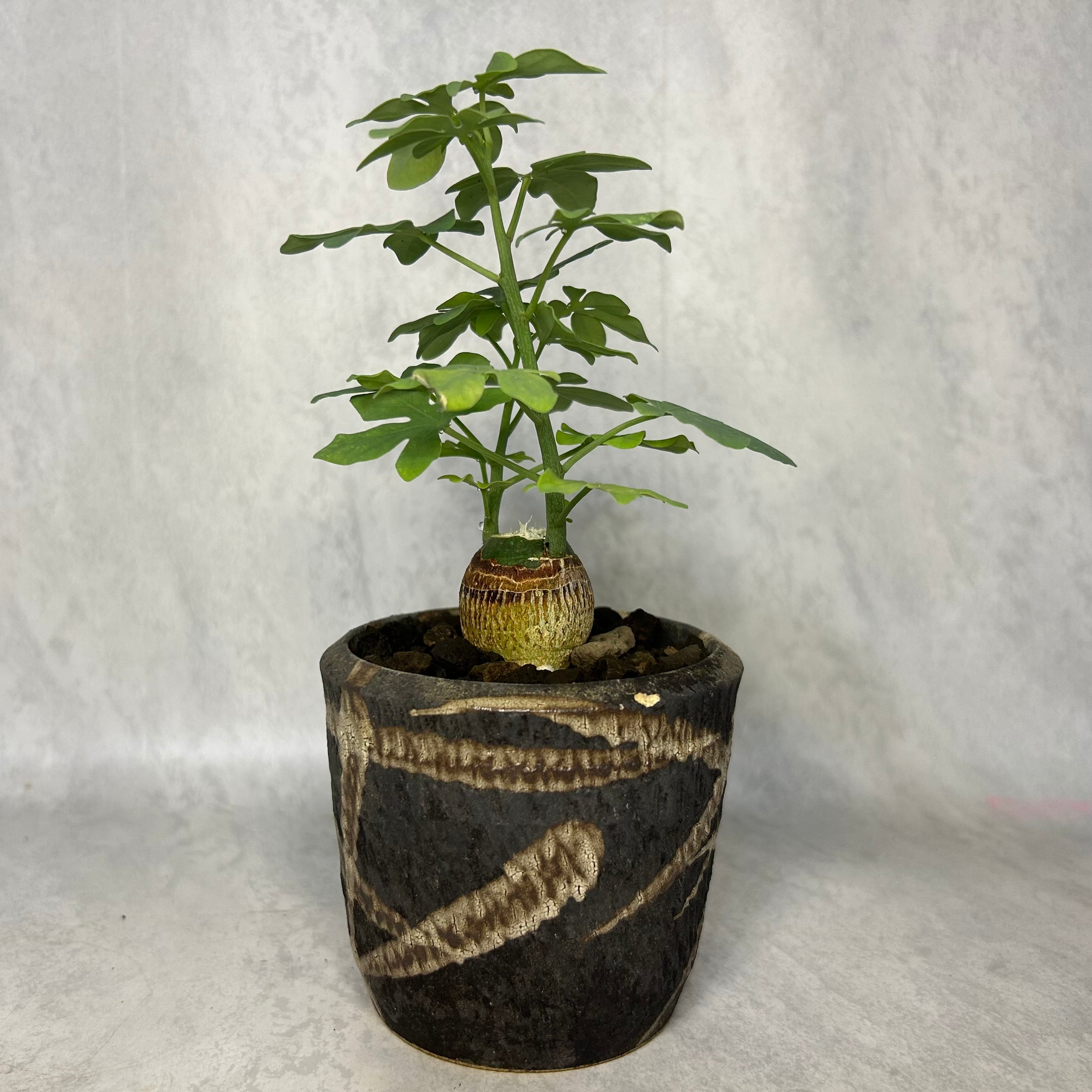アデニウム アラビカム モンスター 4号 塊根植物 コーデックス A30604