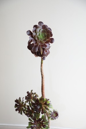 【L/101cm】サンシモン/Aeonium arboreum