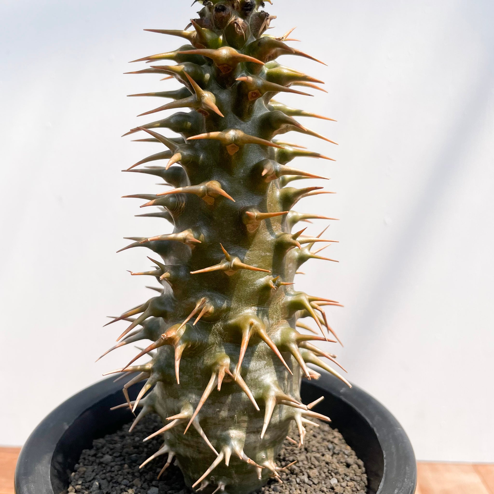 EMP パキポディウム アンボンゲンセ 実生 / 2本棘 確認済 Pa65 Pachypodium ambongense【パキポディウム・アンボンゲンセ・実生