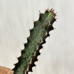 Euphorbia robecchii【ユーフォルビア・ロベッチー】