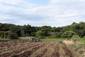 さつまいも（紅はるか）6kg