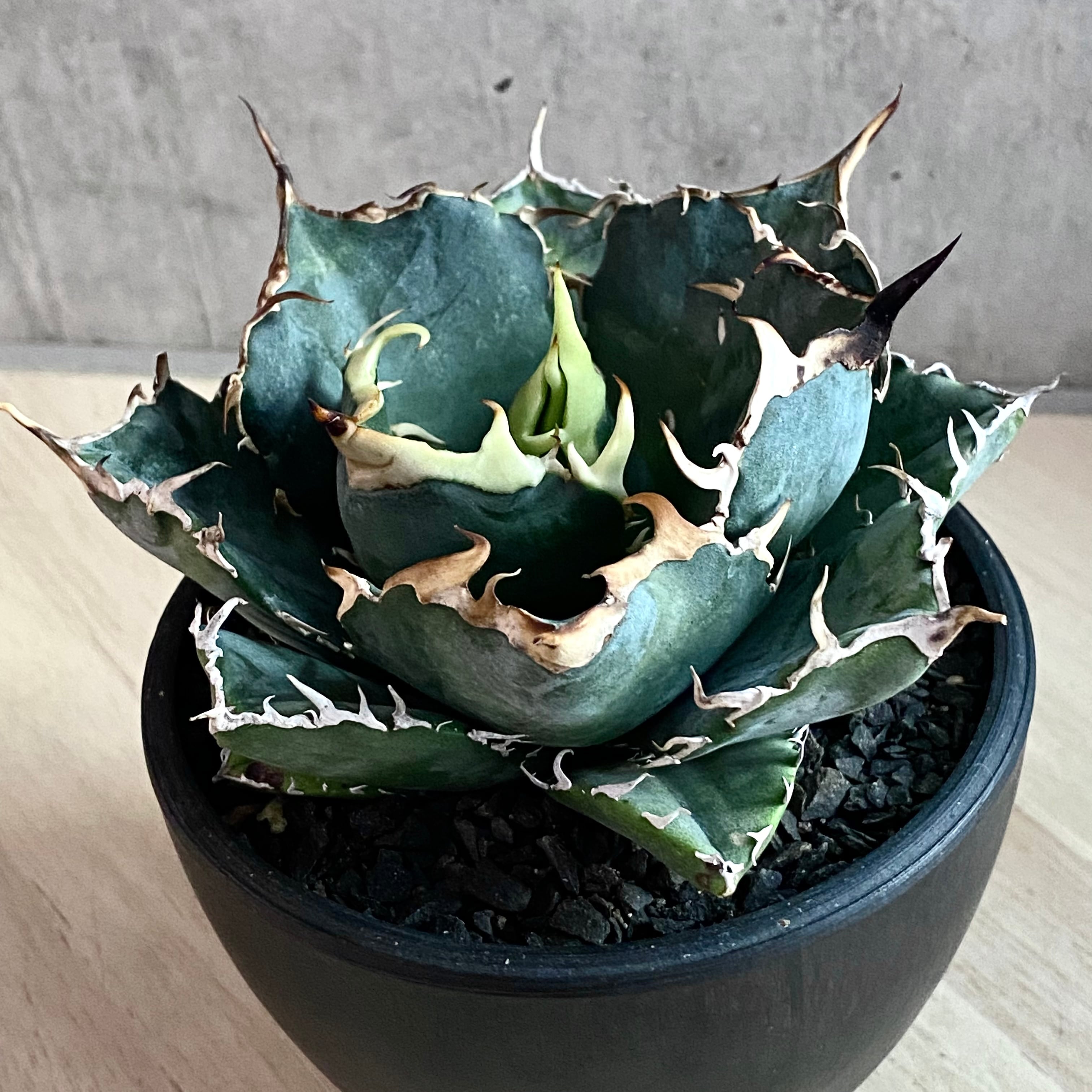 agave titanota white whale 白鯨/アガベ チタノタ ハクゲイ  【観葉植物】【多肉植物】【インテリア】【ヴィンテージ】【鉢込み発送】【発根済み】