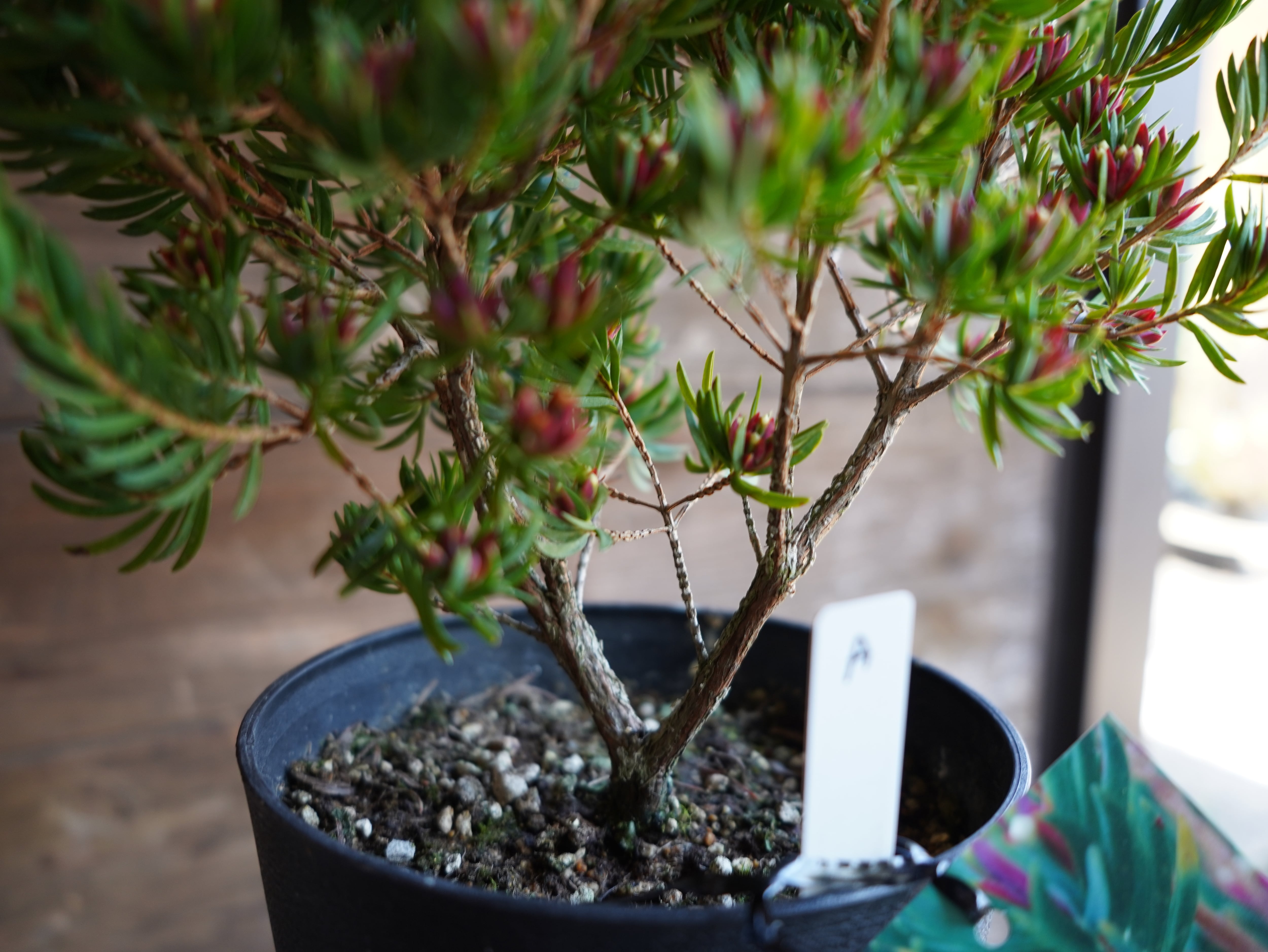 【現物】ダーウィニア　”プロセラ”　A