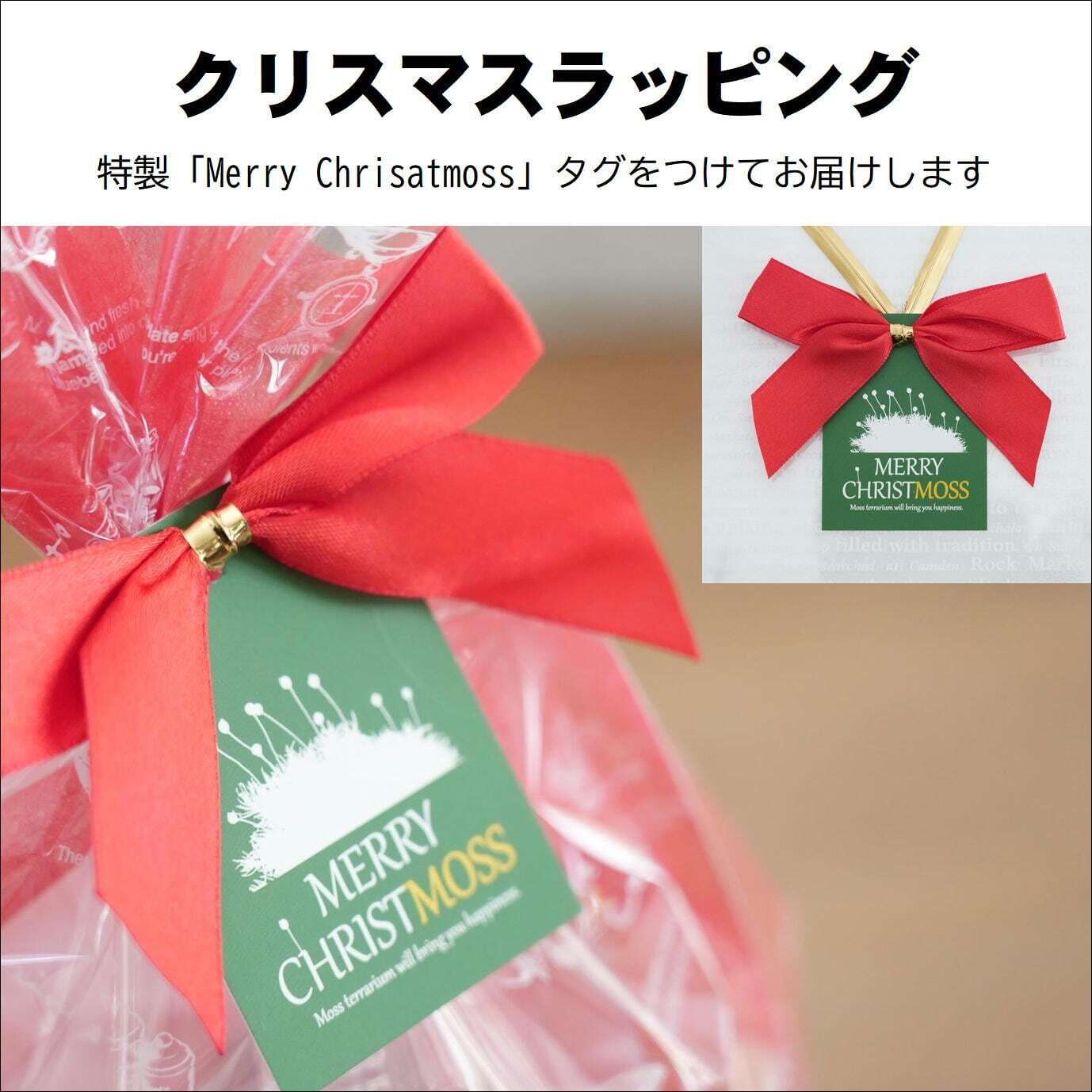 苔流(たいりゅう) 苔テラリウム作品『無限（White）』◇限定作品 12.20#4 | 苔テラリウム