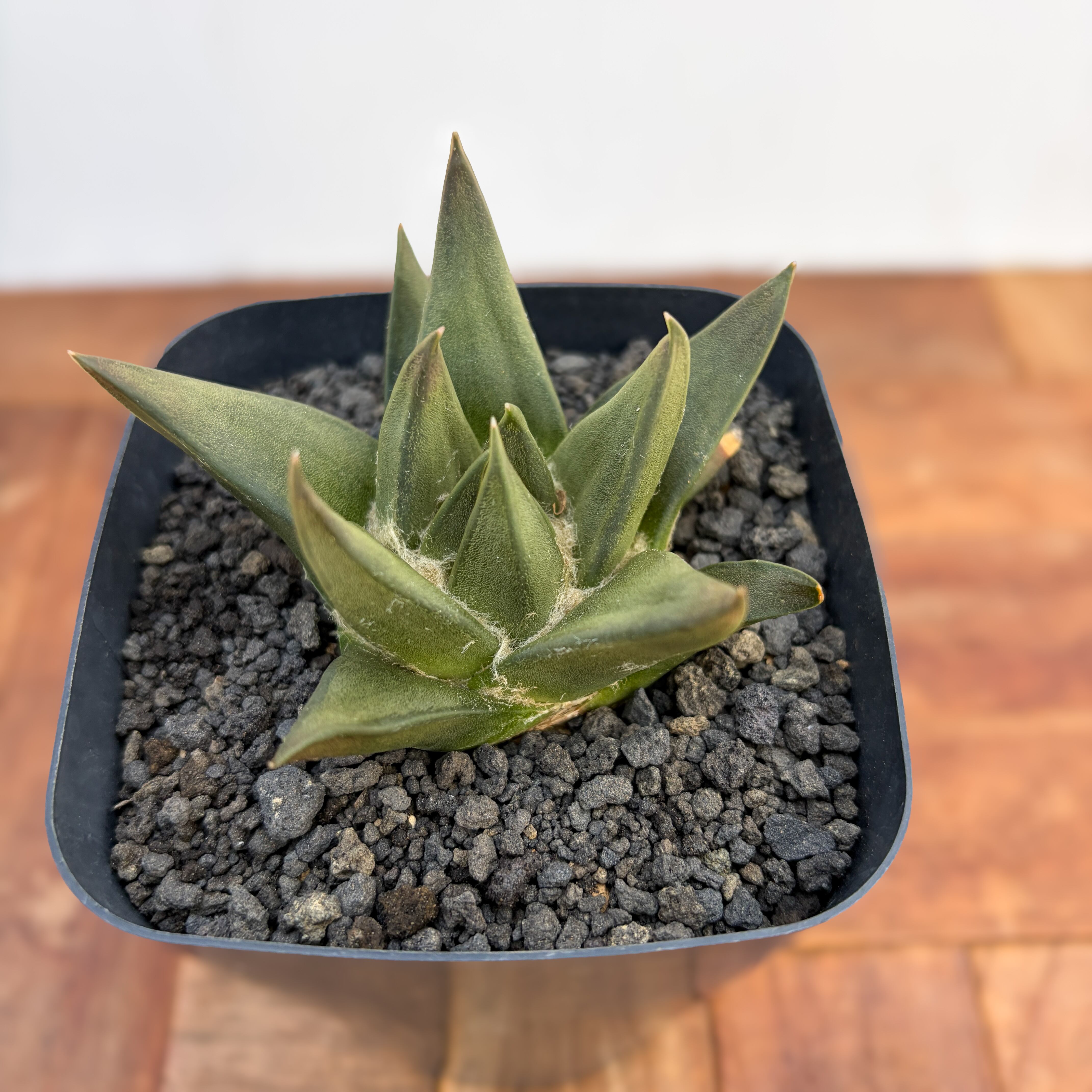 Ariocarpus trigonus 【アリオカルプス・短疣三角牡丹・実生