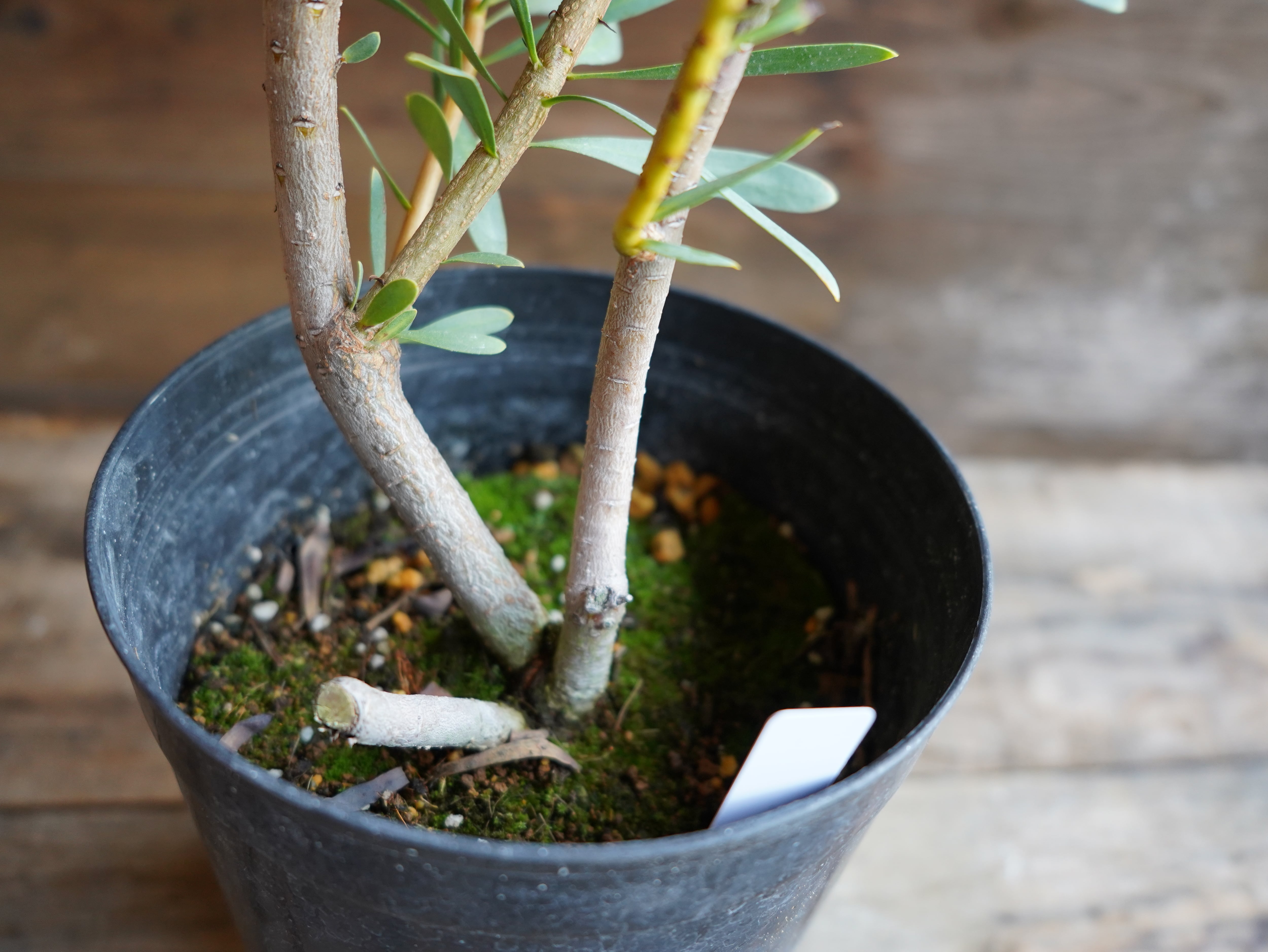 【現物】プロテア ”ルビーブラッシュ” 6号 B