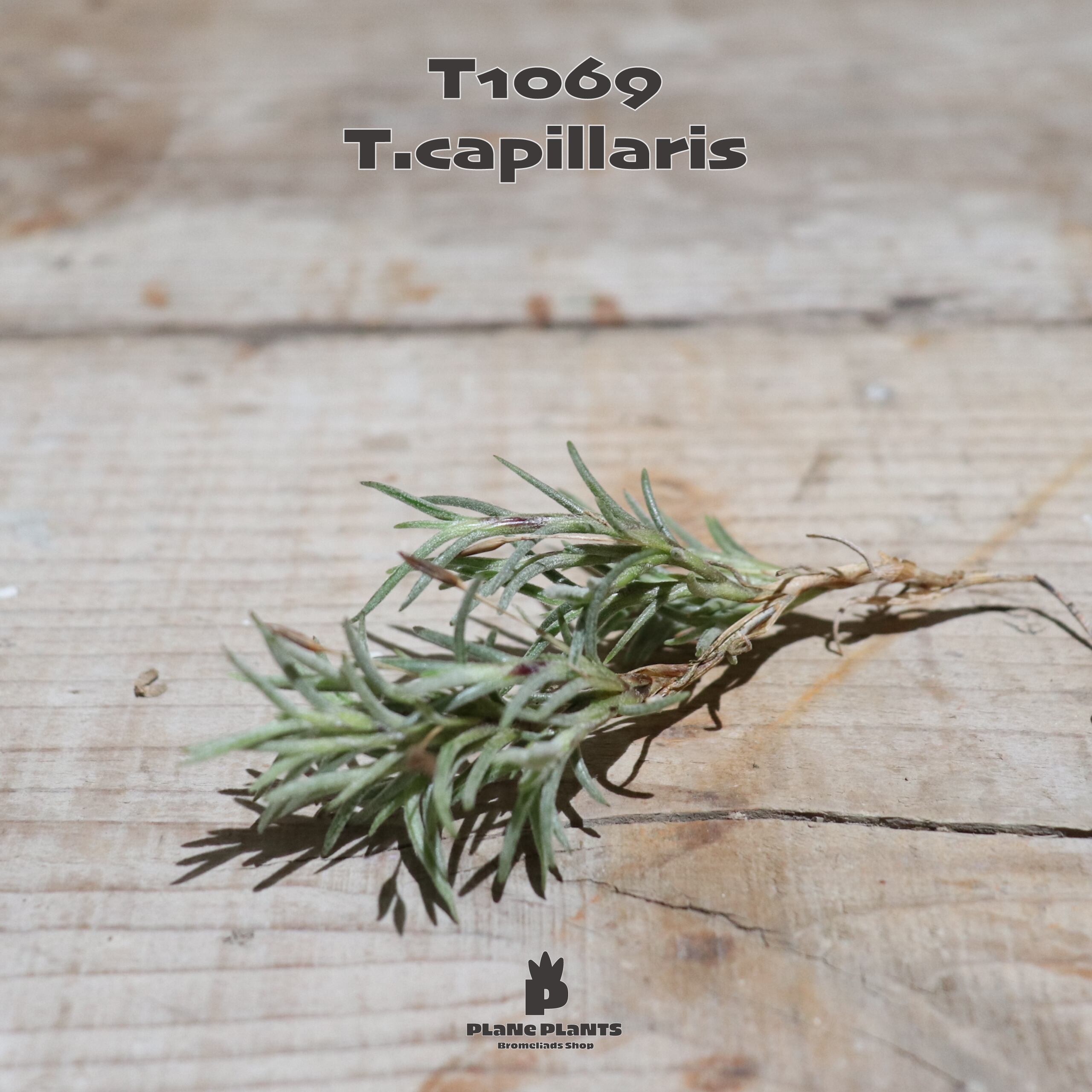 【送料無料】capillaris〔エアプランツ〕現品発送T1069