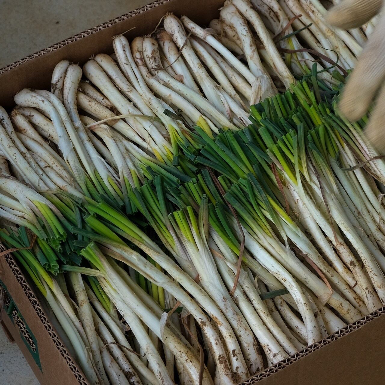 沖縄島野菜「島らっきょう」約200g 種子用 | wakabaseed