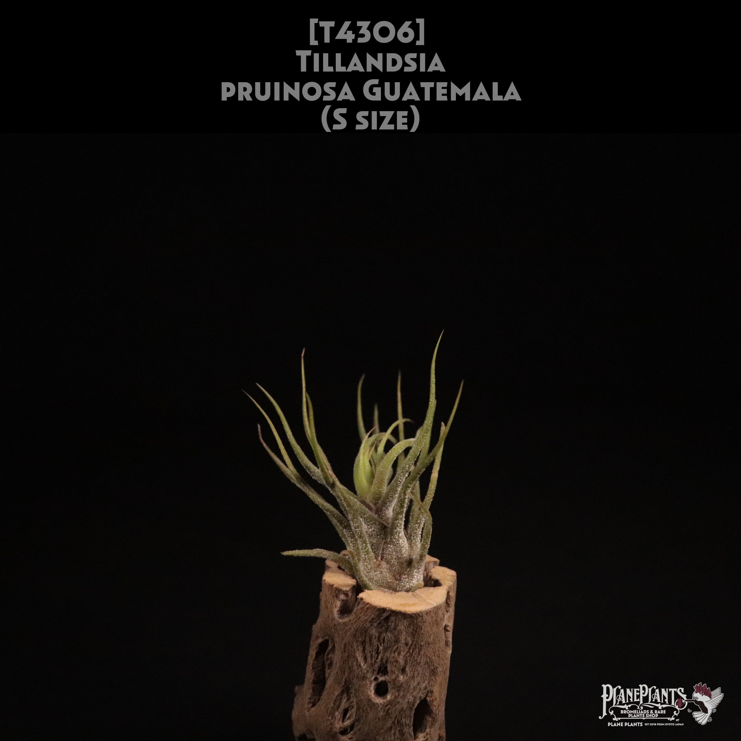 送料無料】pruinosa Guatemala 花芽付き〔エアプランツ〕現品発送T4306