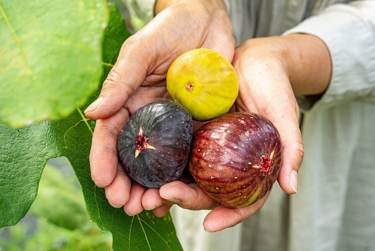 いちじくページ 新商品 掛川産 完熟いちじく【桝井ドーフィン】販売開始のご案内