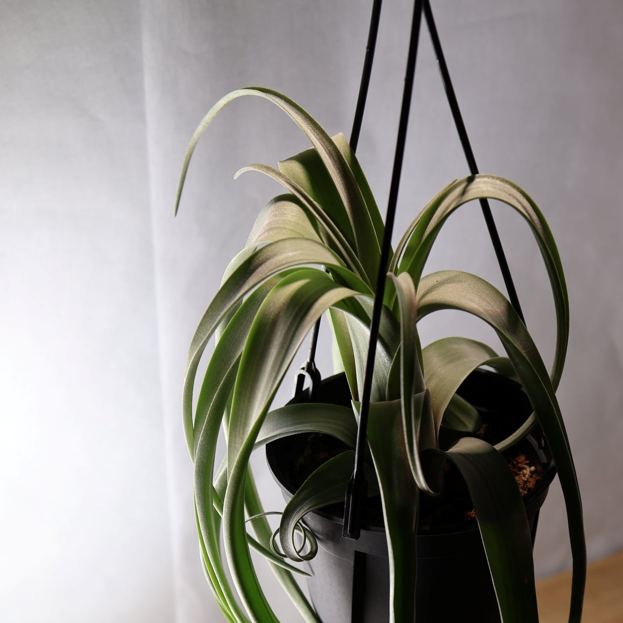 347 くるくるカール『チランジア カーリースリム Tillandsia Curly