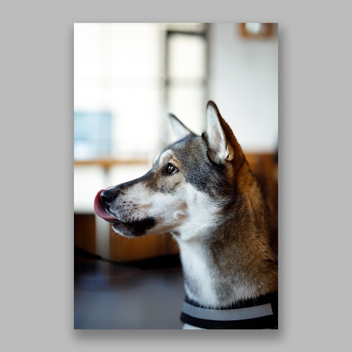 Postcard「Hungry Dog」13cm×18cm Original Print