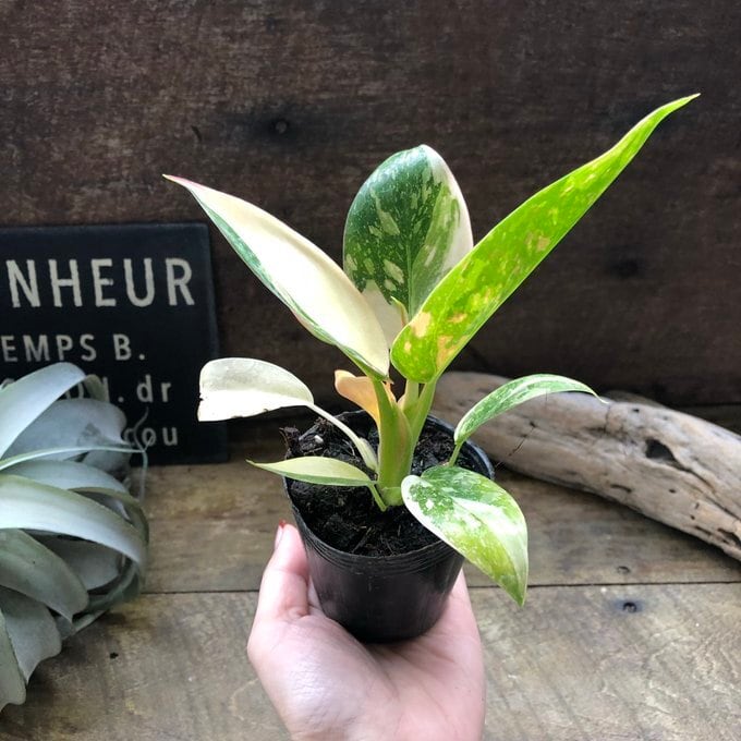 グリーンコンゴ バリエガータ フィロデンドロン 斑入り 希少 観葉植物