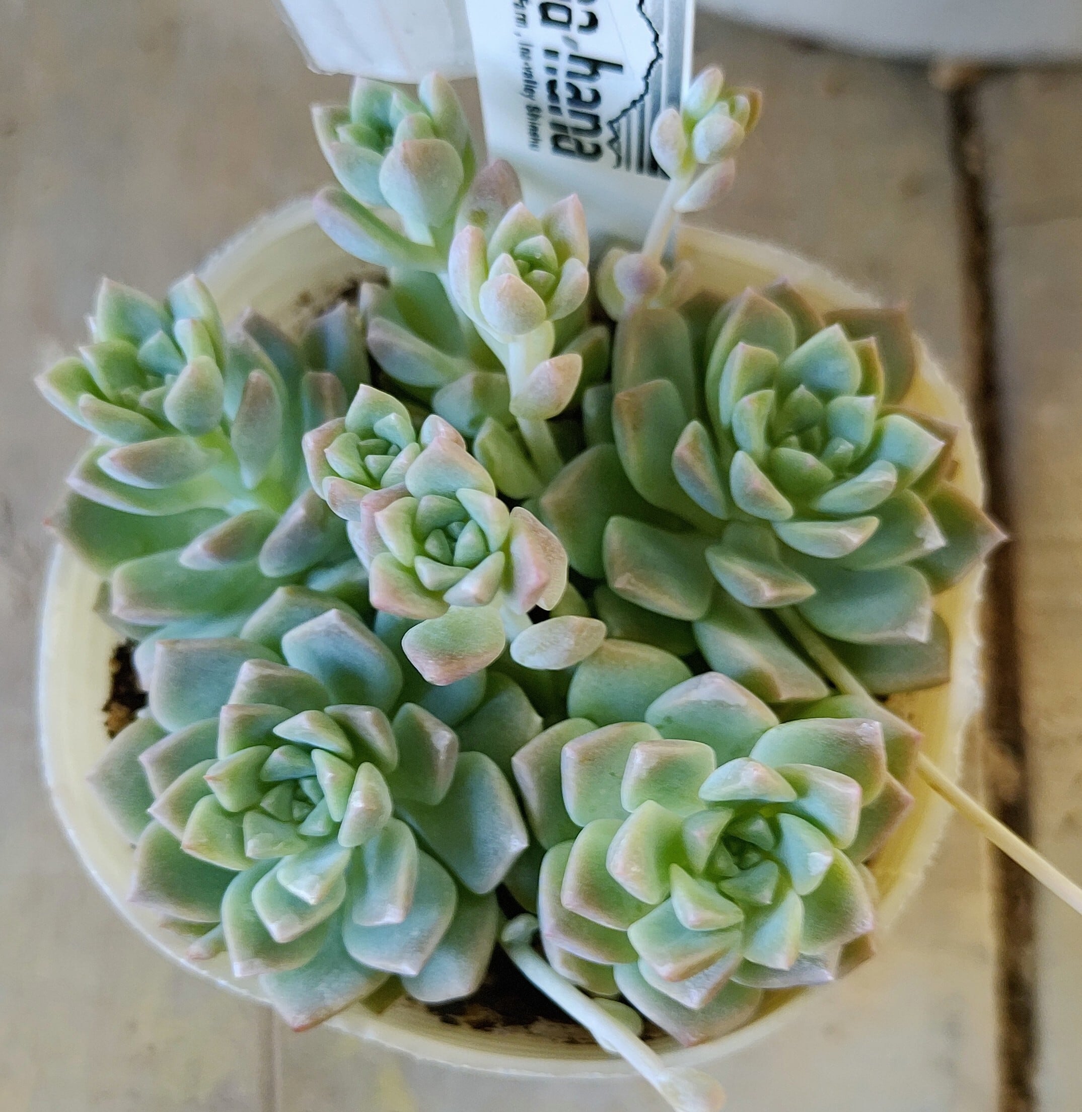 多肉植物 緑と赤のロゼット群生*5 多肉植物 緑と赤のロゼット群生*5 多肉植物 緑と赤の