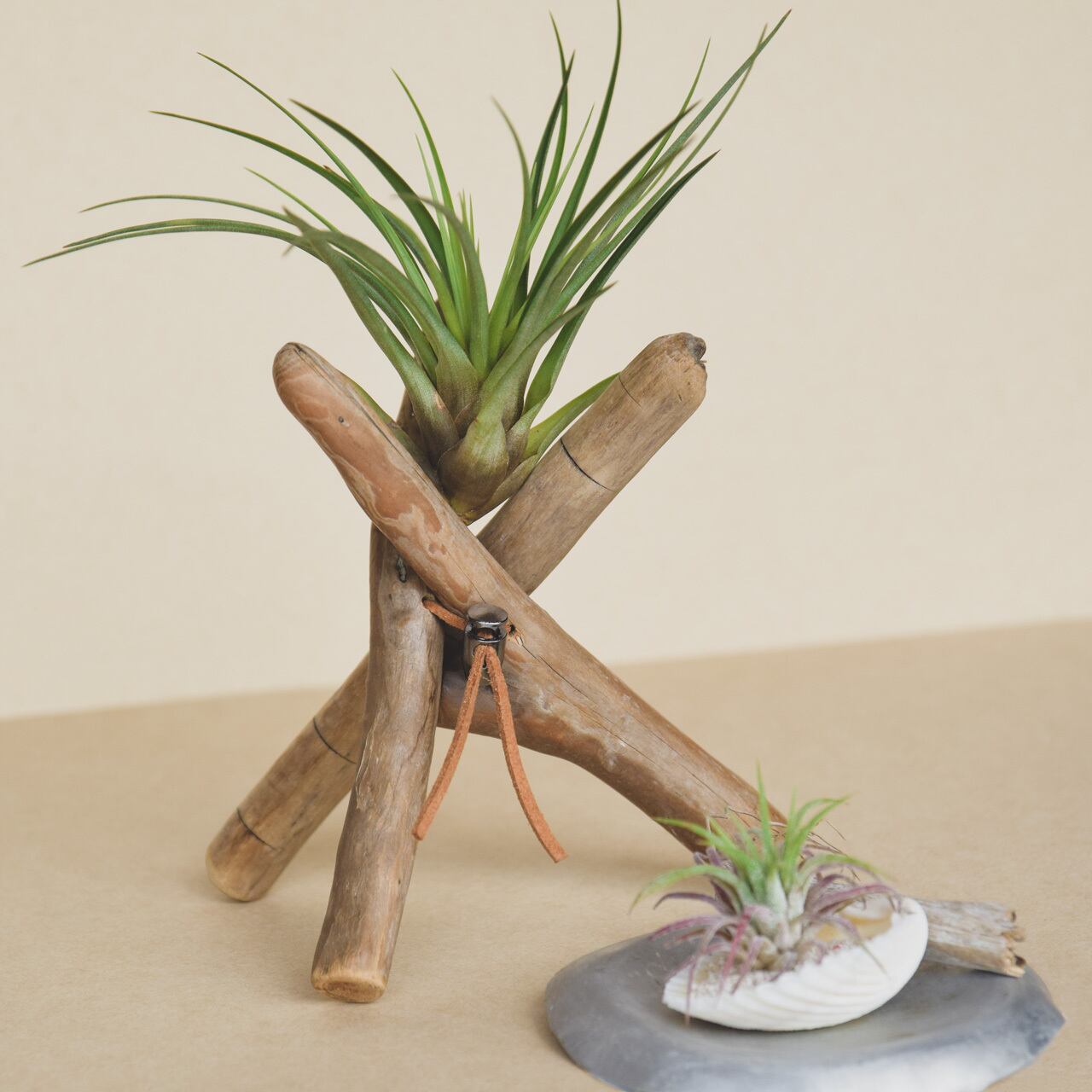 木の根 イノシシ ※価格要相談 ※引取限定