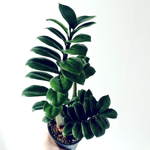 【再入荷】ザミオクルカス ゼンジー 登録品種 観葉植物 calm cafe