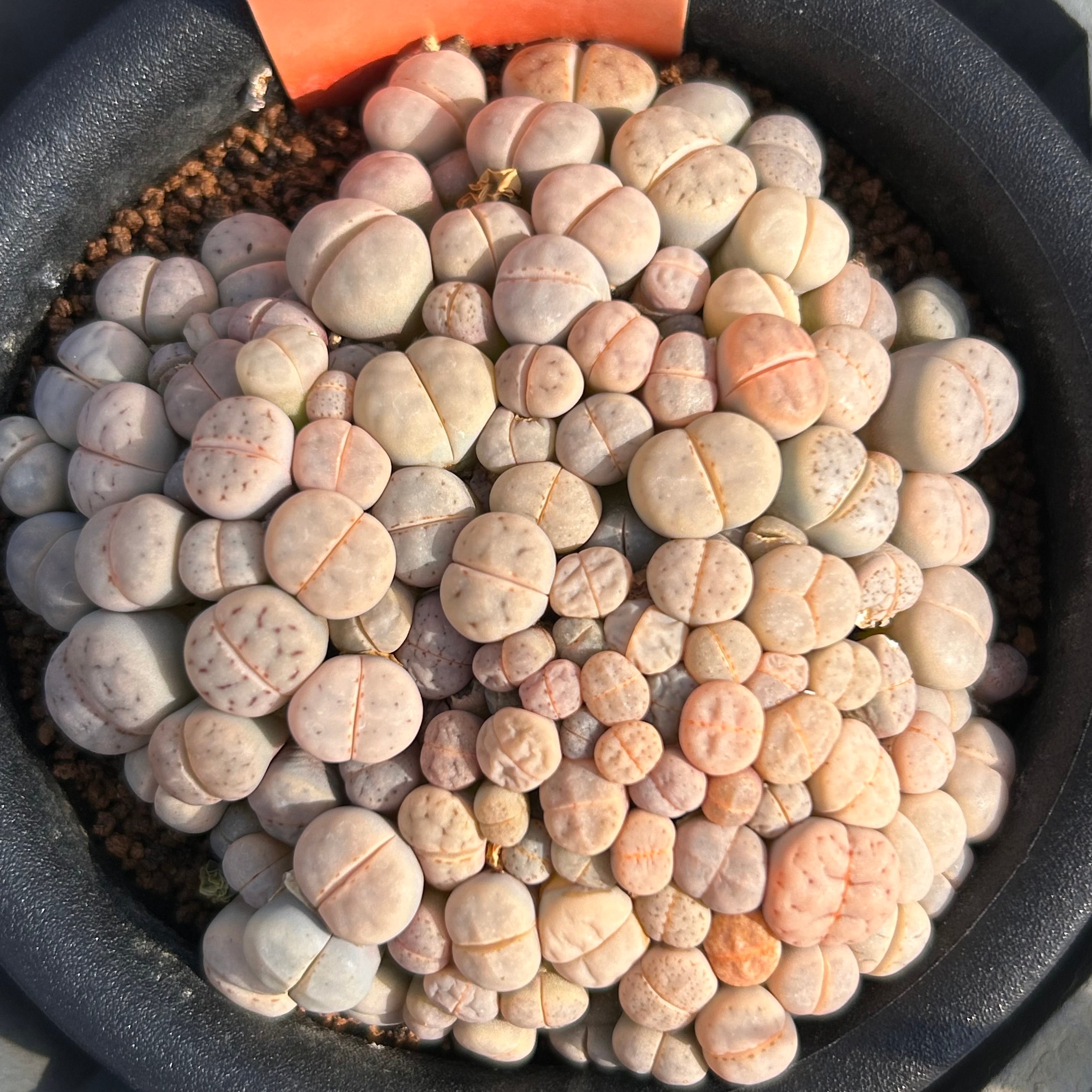 お買い得 リトープス ミックス 種子 10,000粒 リトープス（種、種子