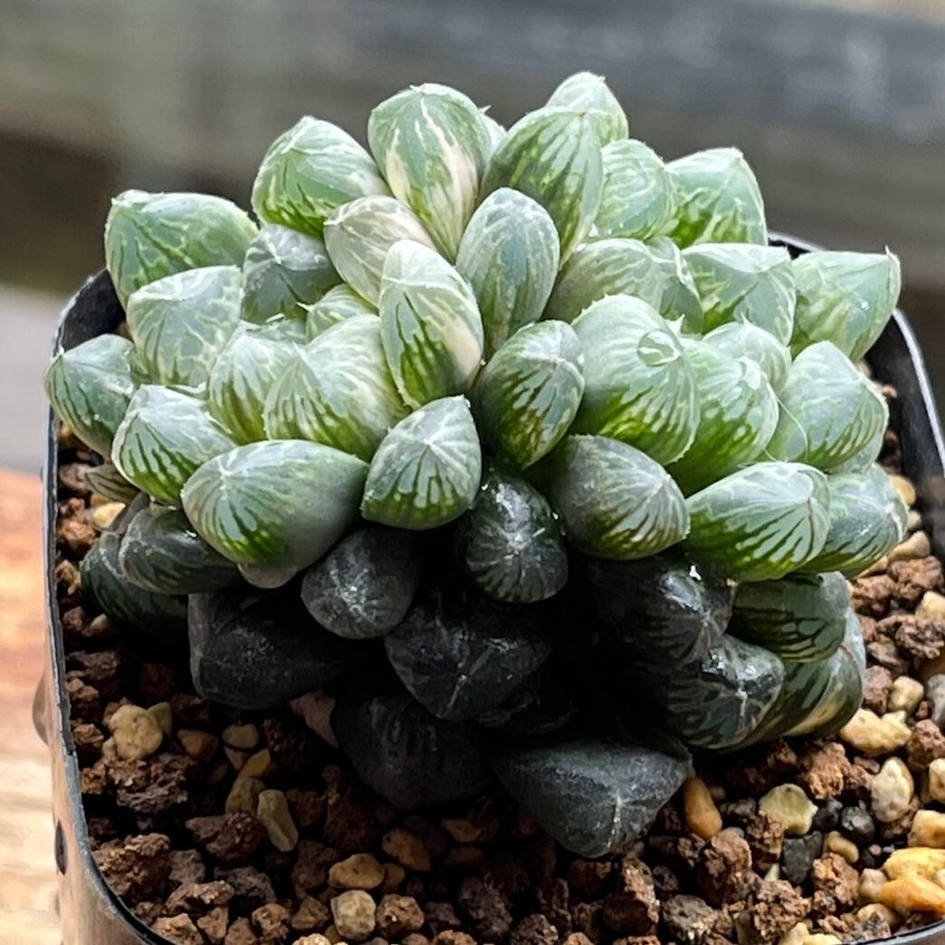 ハオルチア ピグマエアミュータント 実生 特異株 ハオルチア ピグマエアミュータント実生 特異株 | mocono_plants