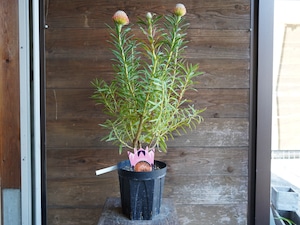 【現物】リューコスペルマム "コーディフォリウム"