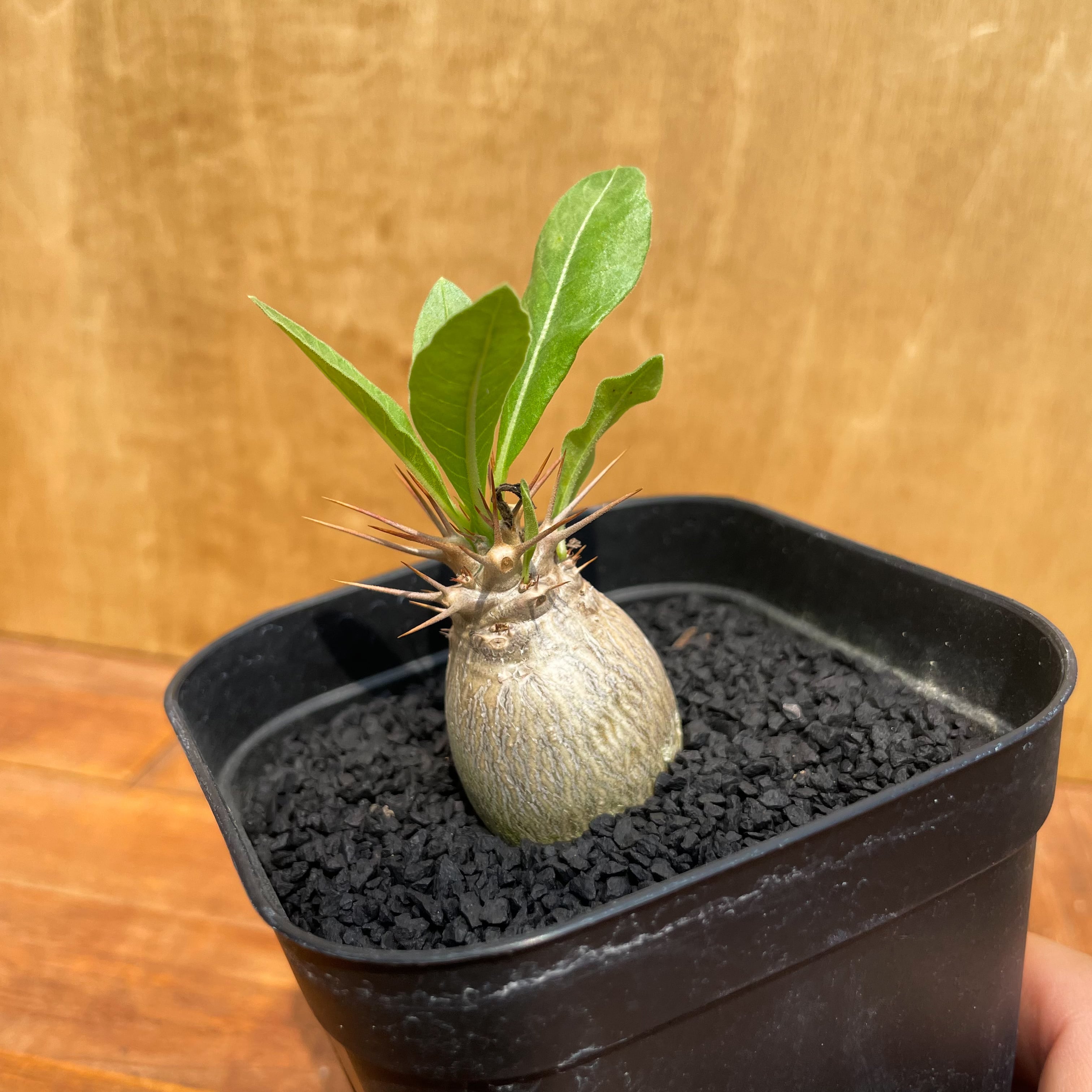 Pachypodium Lealii【パキポディウム・レアリー・実生】 | RIMO