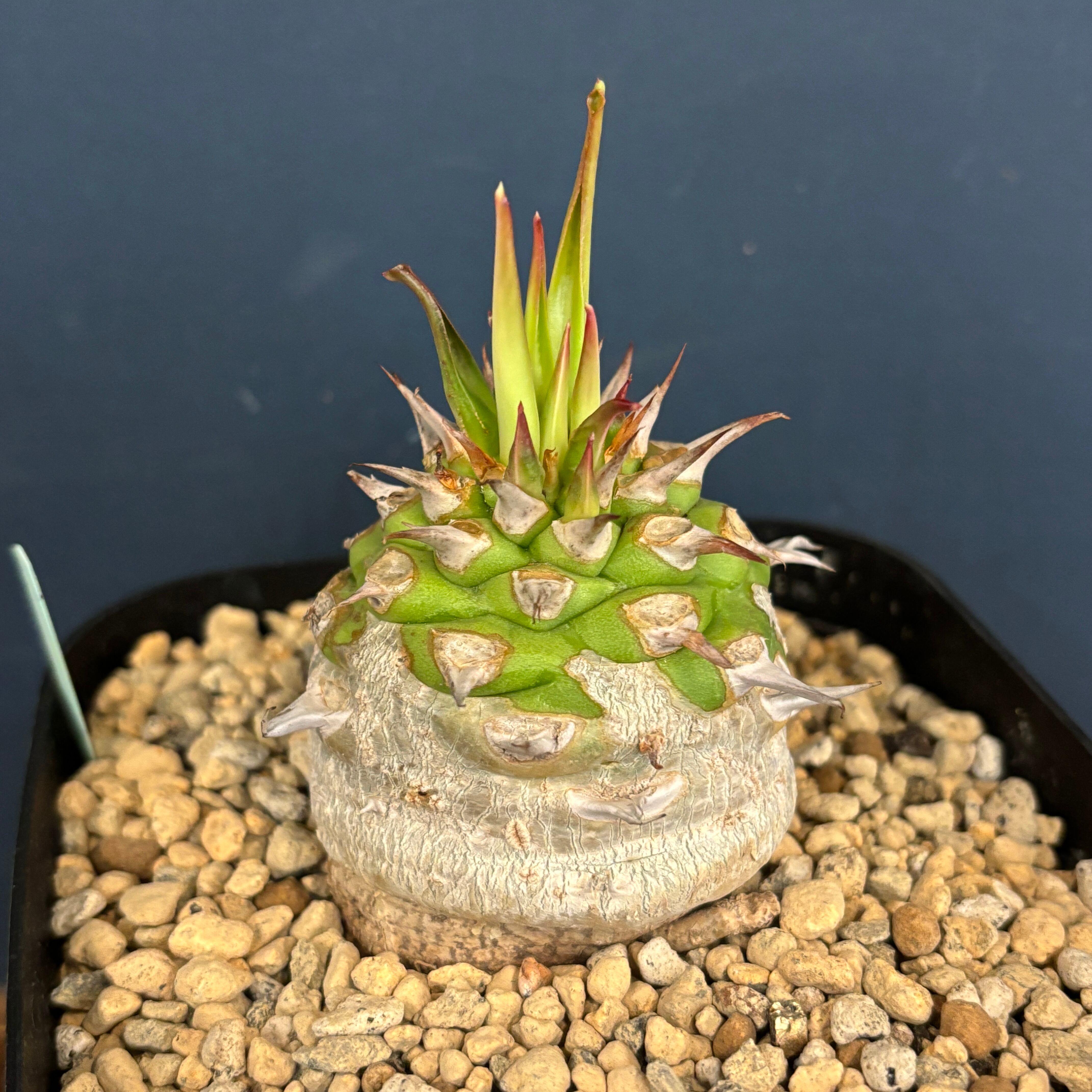 ユーフォルビア　サピニー×ベネフィカ　実生　塊根 ユーフォルビア サピニー【621】 | PROTOLEAF プロトリーフ