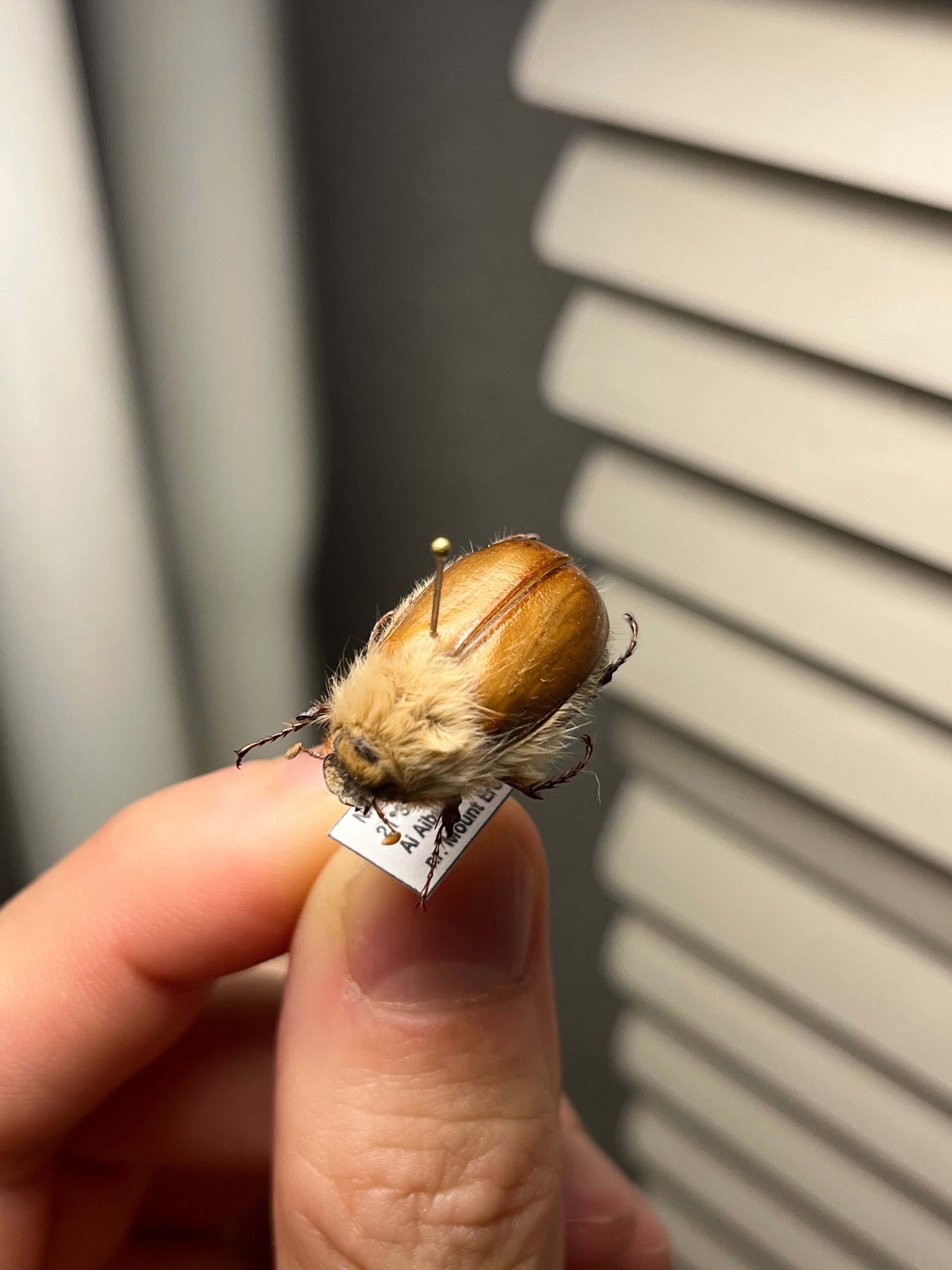 21mm】ライオンコガネコガネムシハナムグリコブハムシプラチナコガネ