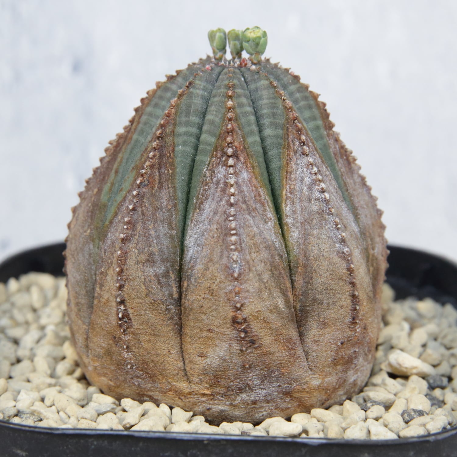 オス株 木質化 美模様 オベサ / ユーフォルビア | LIGHTHOUSE.PLANTS