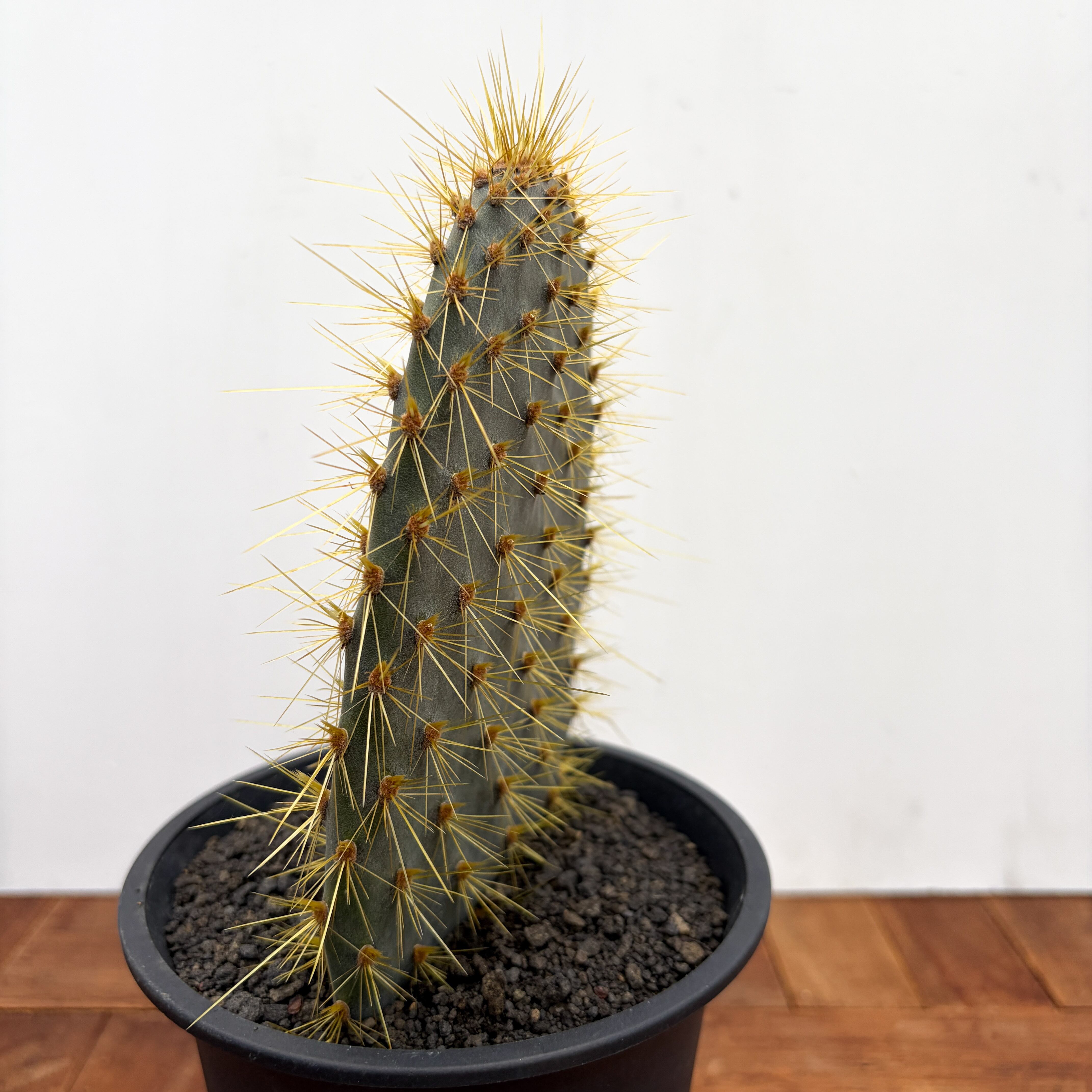 Opuntia galapageia【オプンチア・ガラパゲイア・黄刺】 | RIMO'S