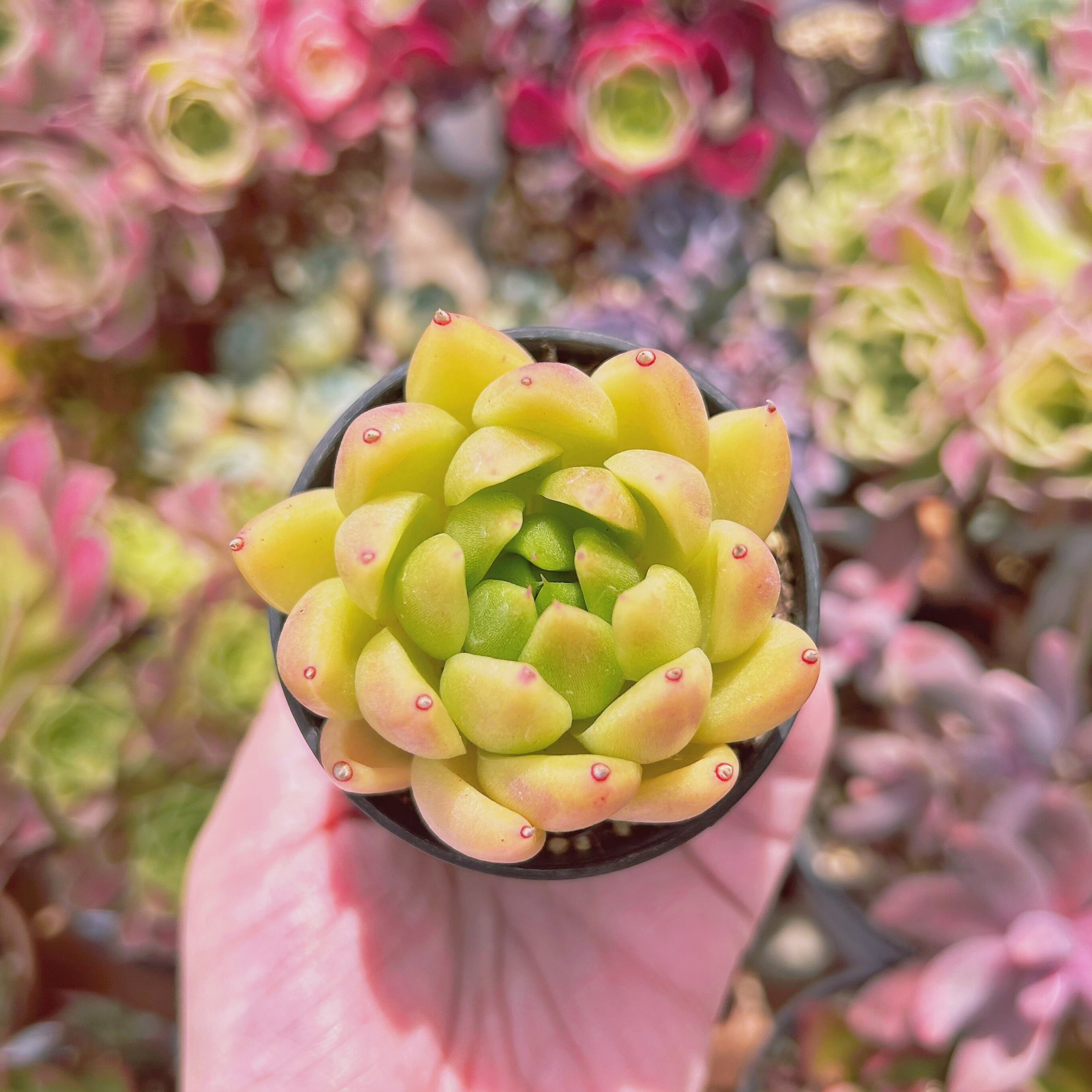 #068現物　多肉植物　ゴールドバニー(Echeveria agavoides sp)