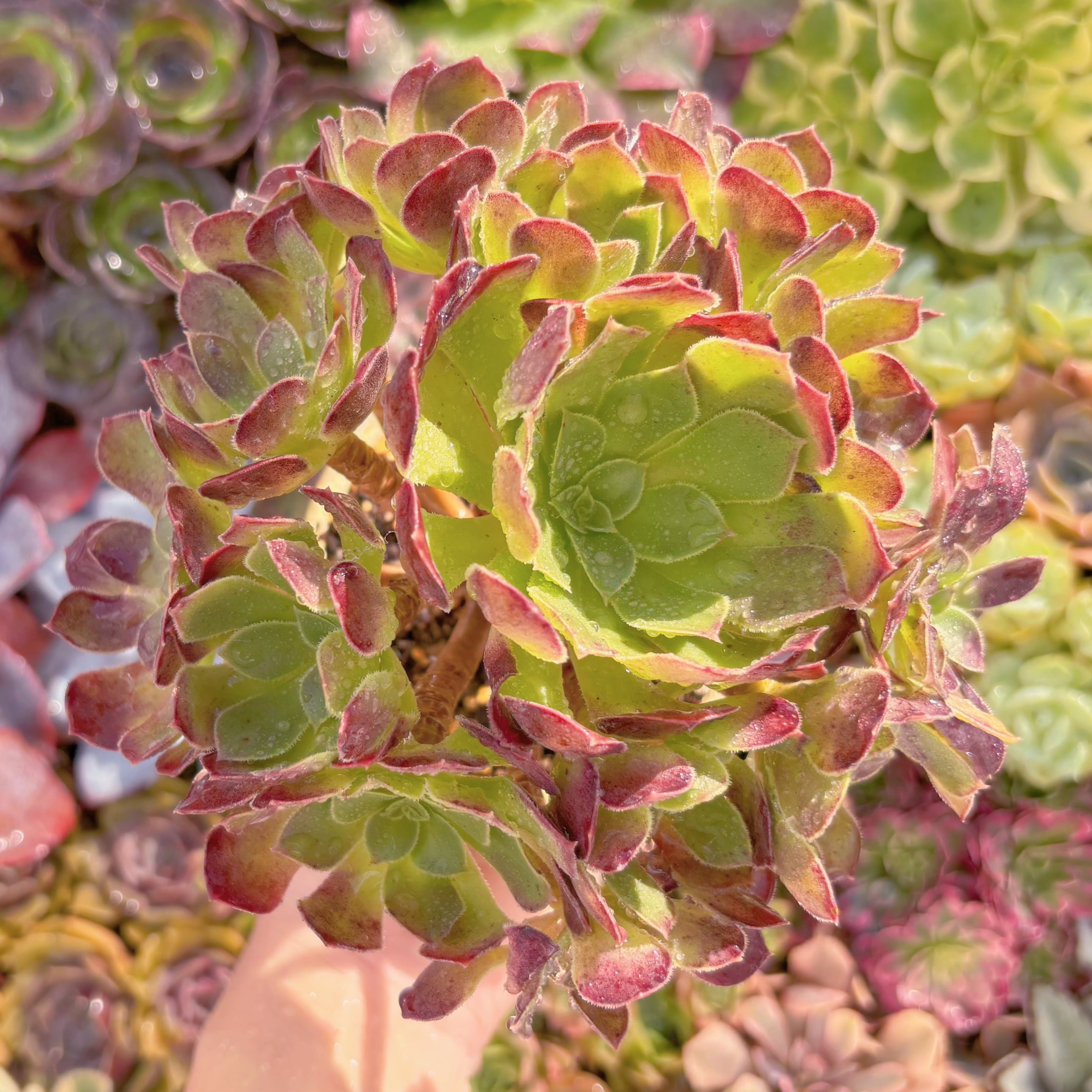 現品　plum purdy#550　群生　るる農園