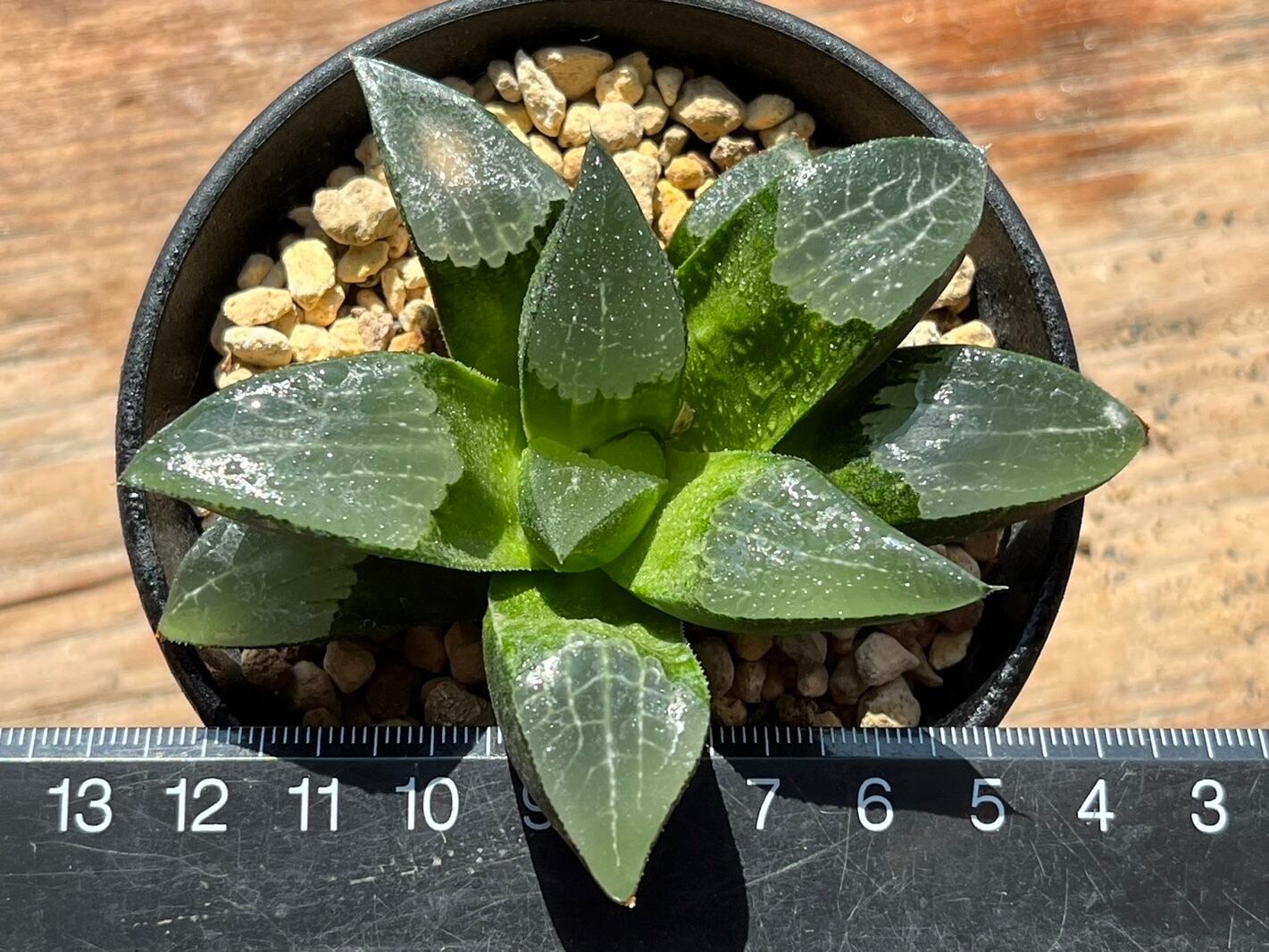 ハオルチア アトロフスカミュータント錦 極上班 ハオルチア アトロ