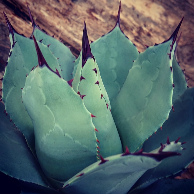 アガベ ポタトルム 吉祥冠錦 agave potatorum ‘Kissho Kan’ variegata 【発根済】