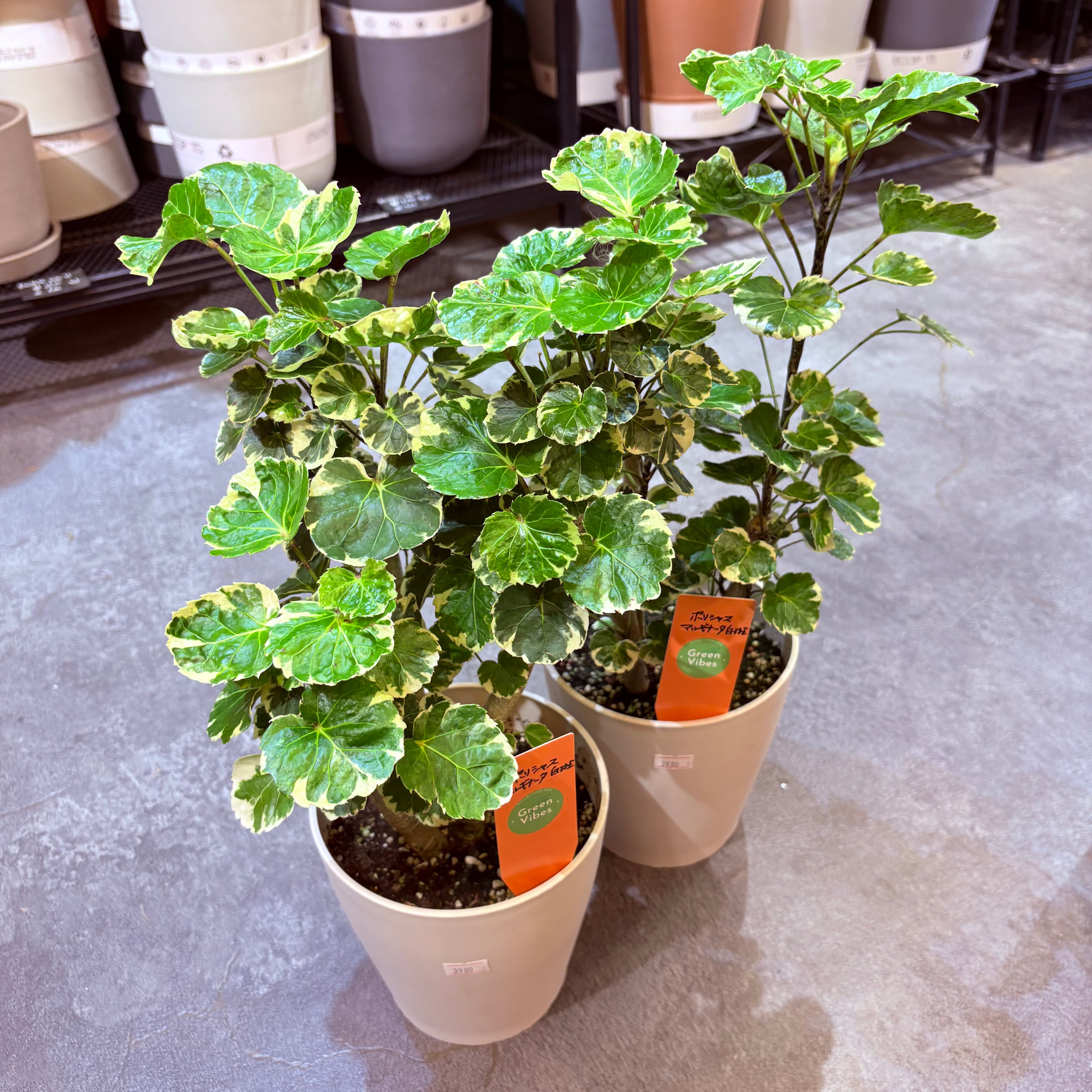 ポリシャス マルギナータ白斑 5号 | Green Vibes 宇都宮市の観葉植物専門店