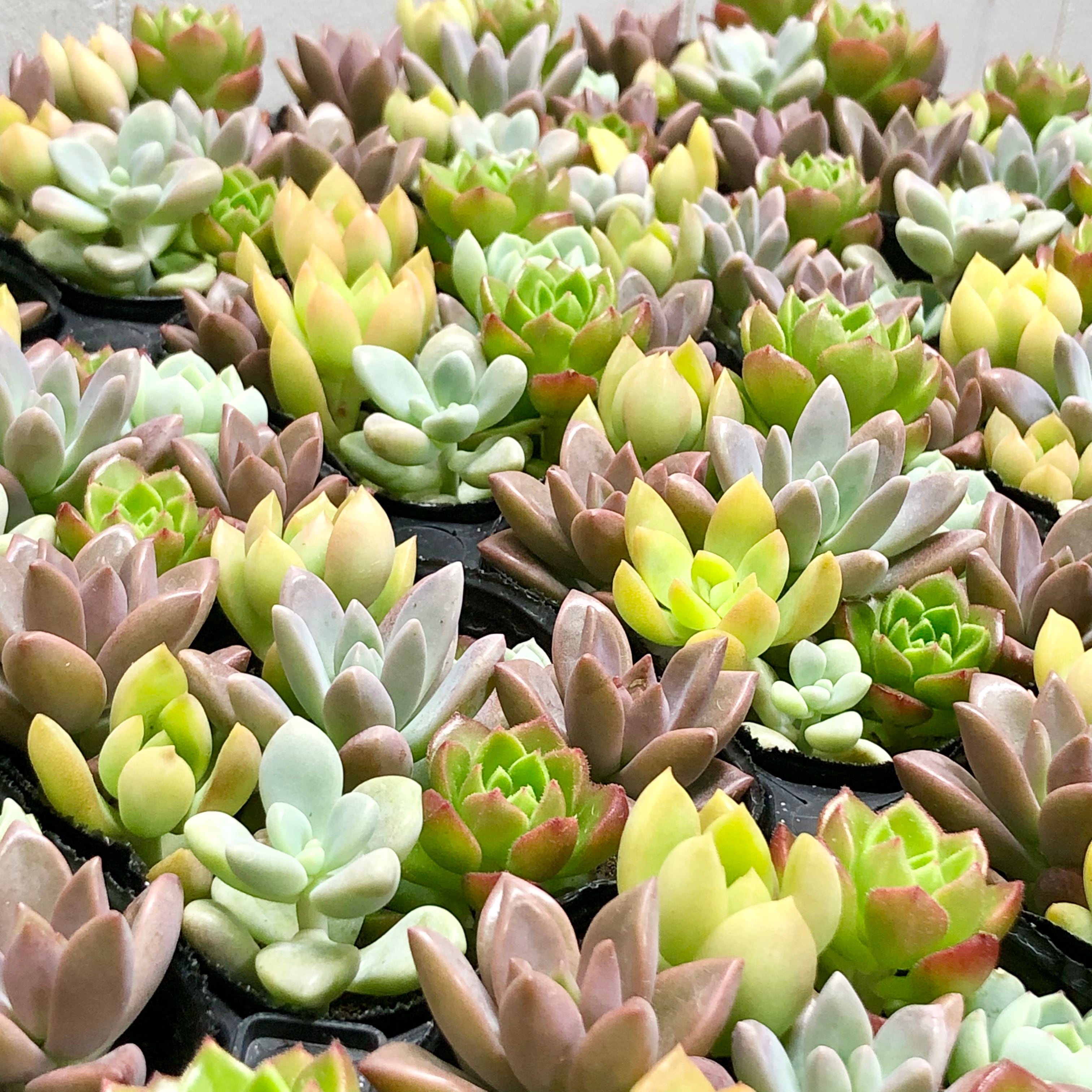 カラフル 根付き 多肉 コンクリートBOX | PLANTS SHOP OLIVE