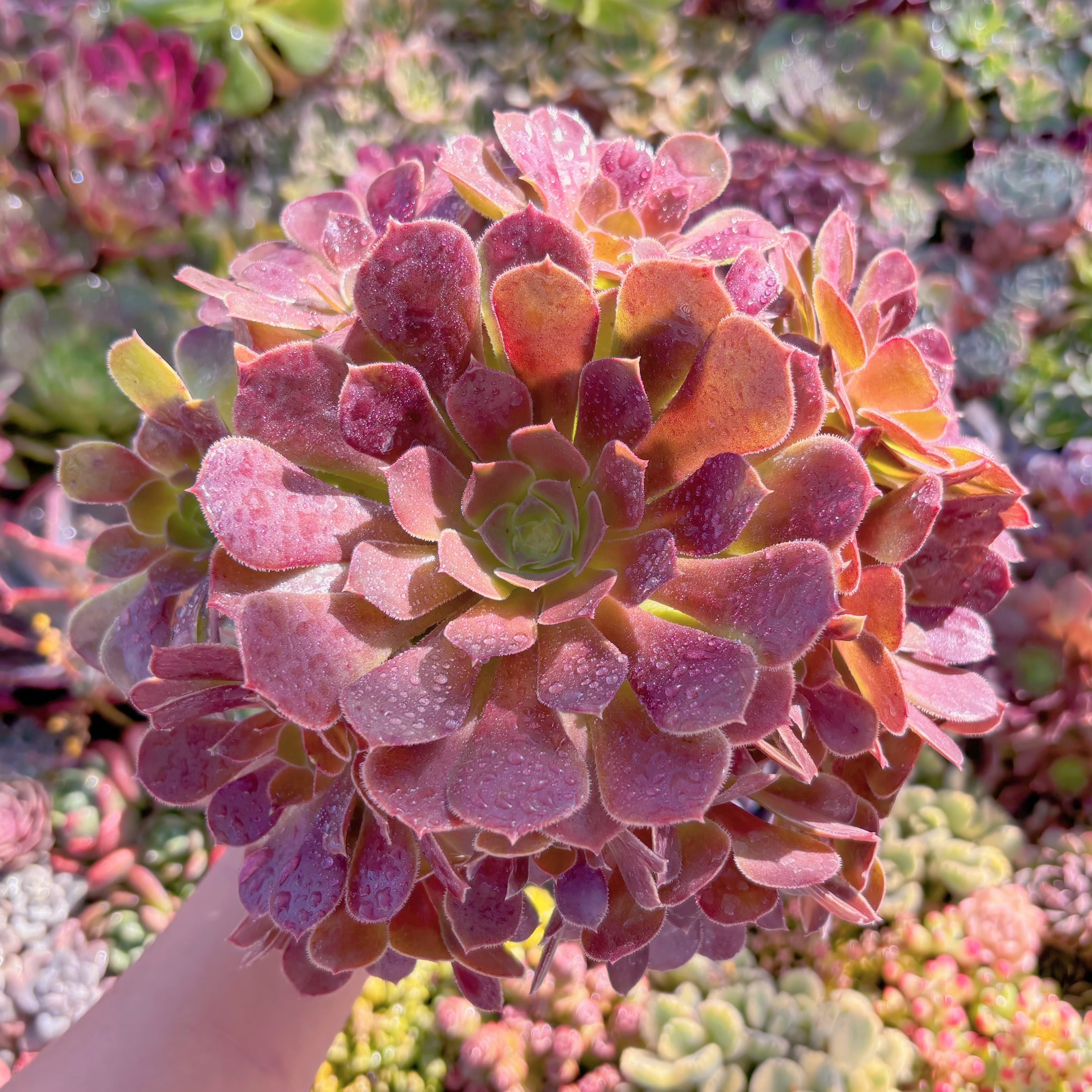 現品　plum purdy#D08　群生　るる農園